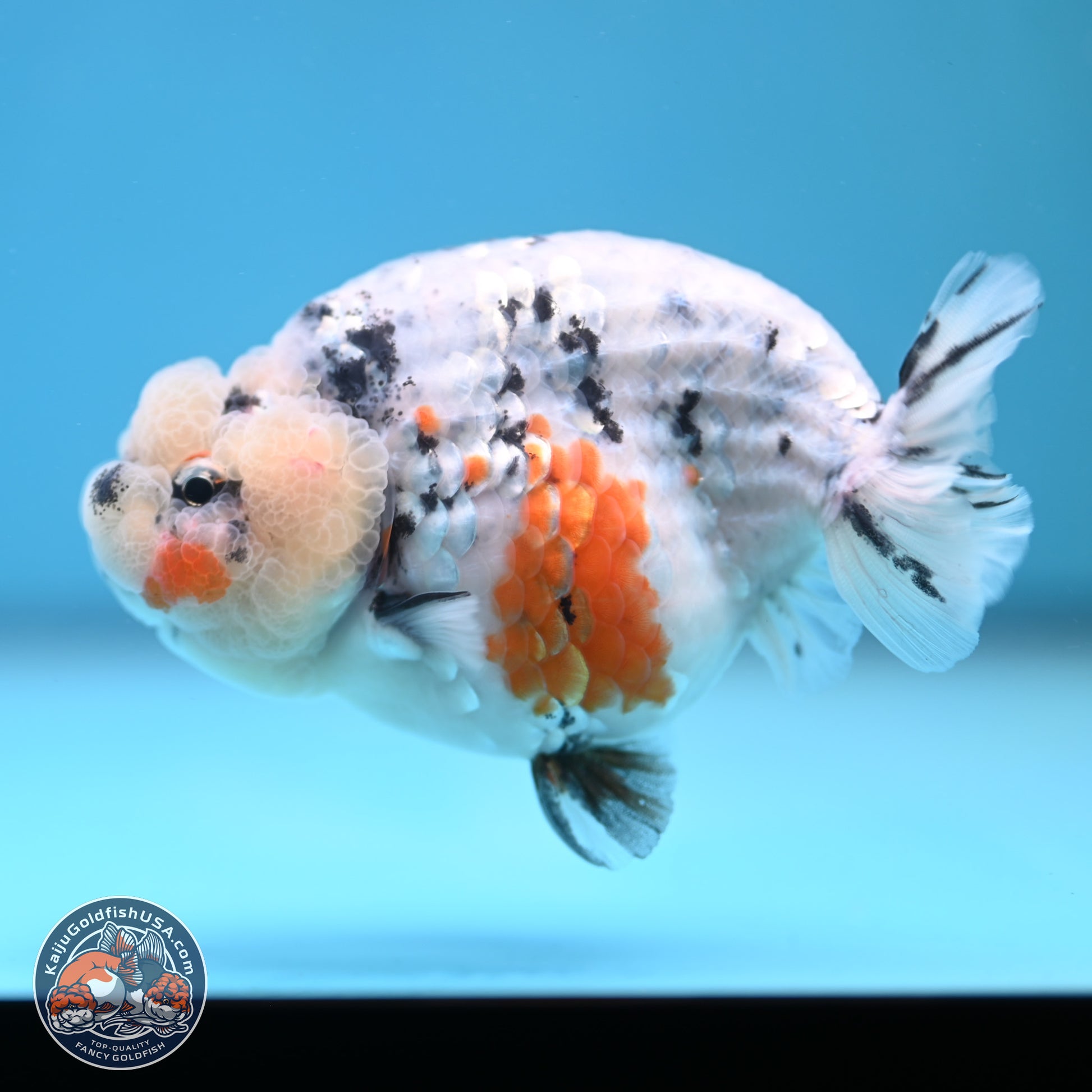 Tricolor Sakura Ranchu 3.75 inches Body - Female (241227_RC10) - Kaiju Goldfish USA