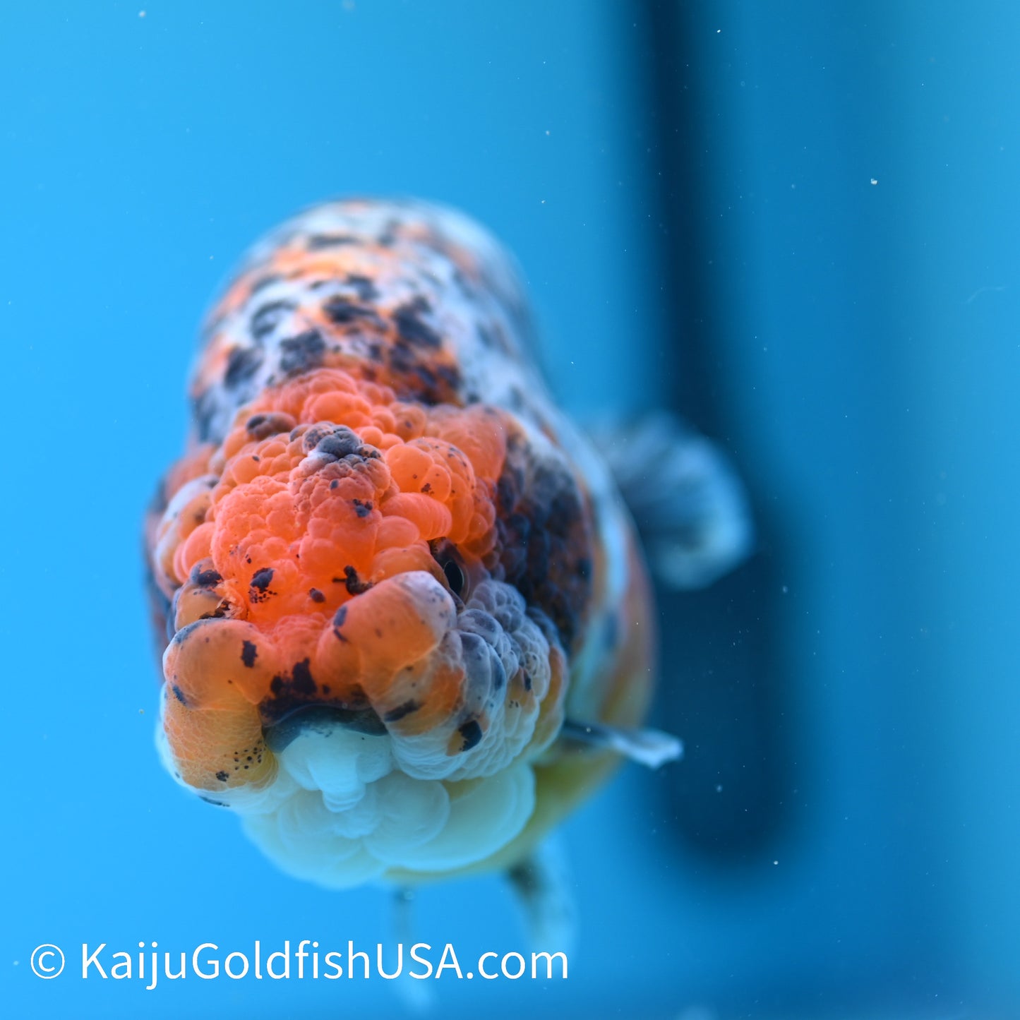 Calico Ranchu 5 inches(240510_RC10) - Kaiju Goldfish USA