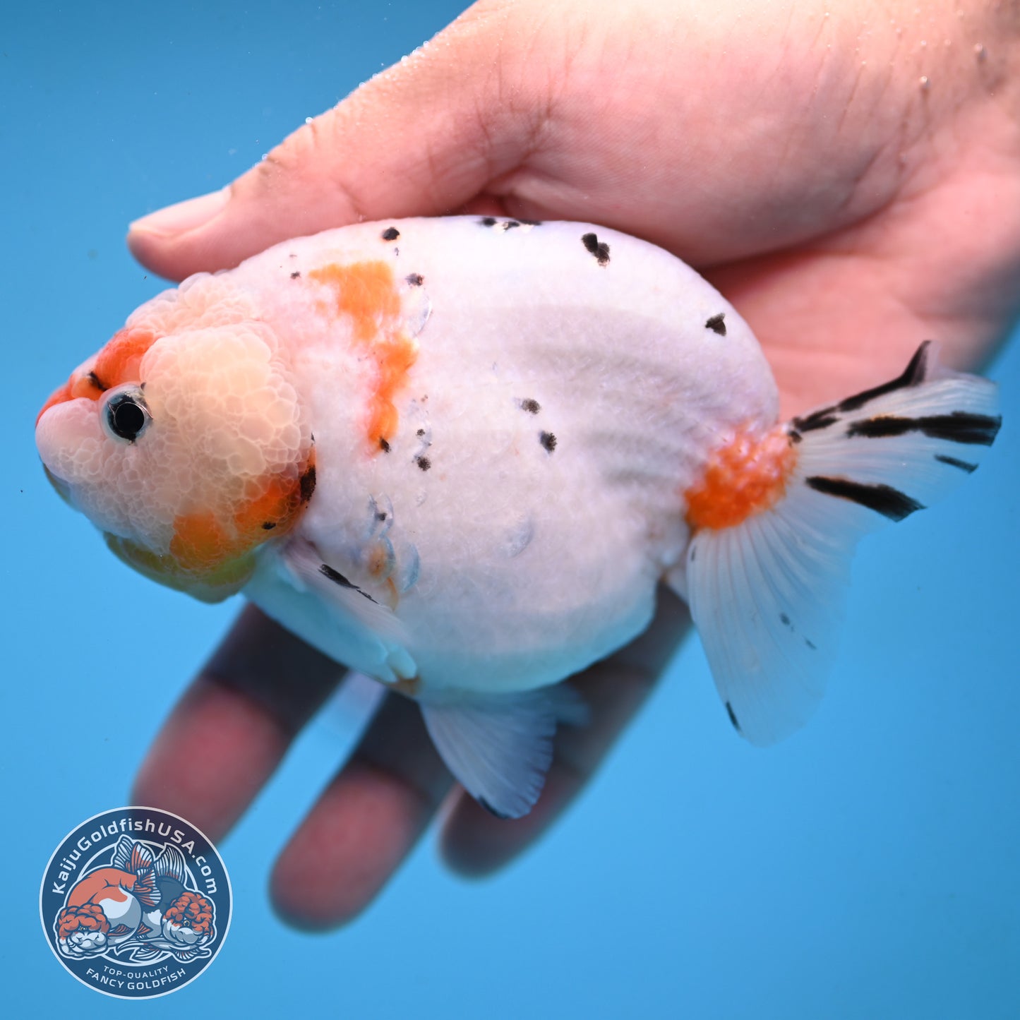 Tricolor Sakura Ranchu 4 inch Body (251003_RC10)