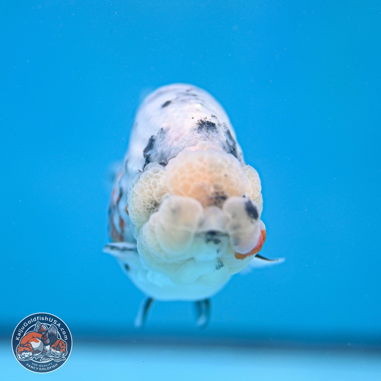 Tricolor Sakura Ranchu 3.75 inches Body - Female (241227_RC10) - Kaiju Goldfish USA