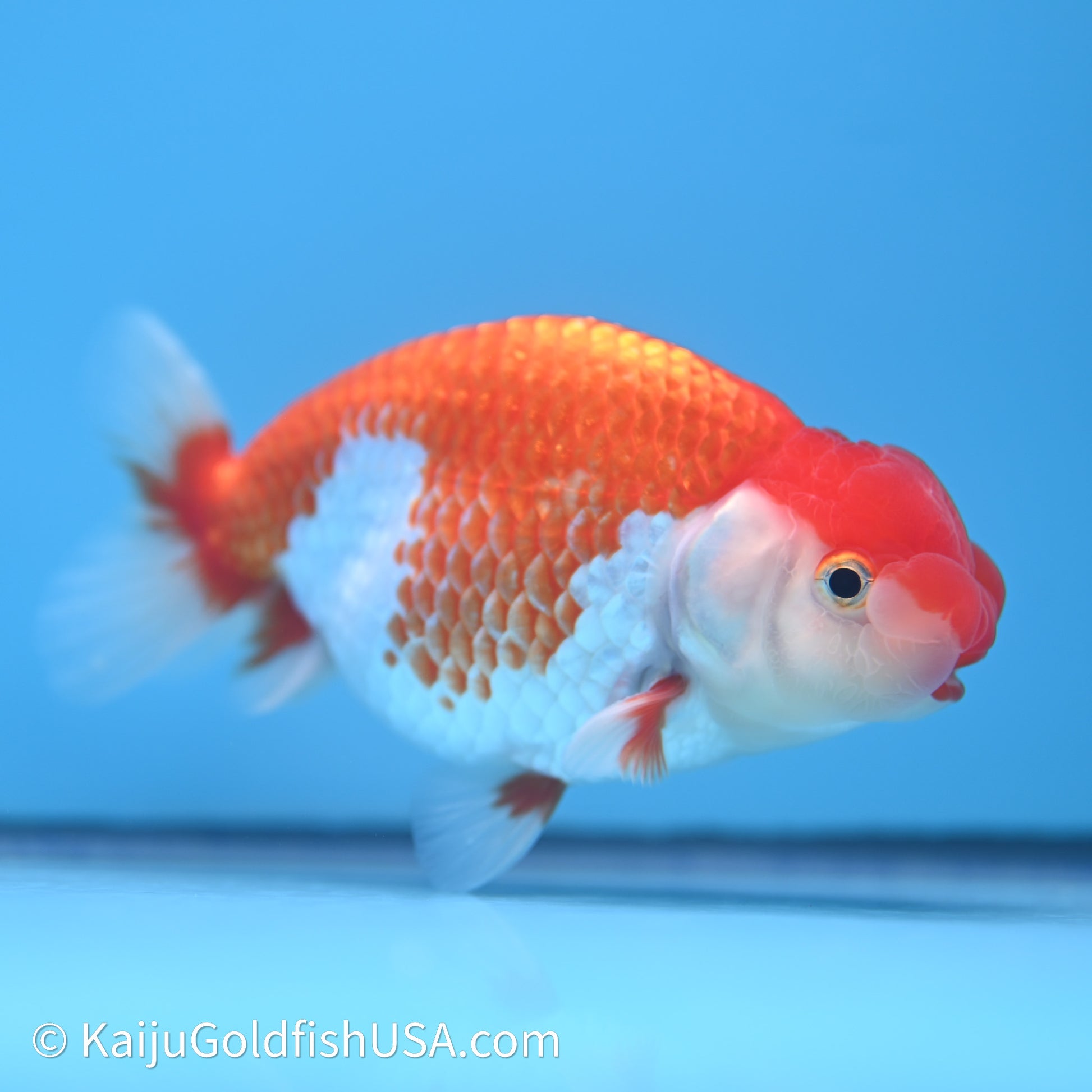 Red White Buffalo Ranchu 4in Body (240621_RC10) - Please Read Description - Kaiju Goldfish USA