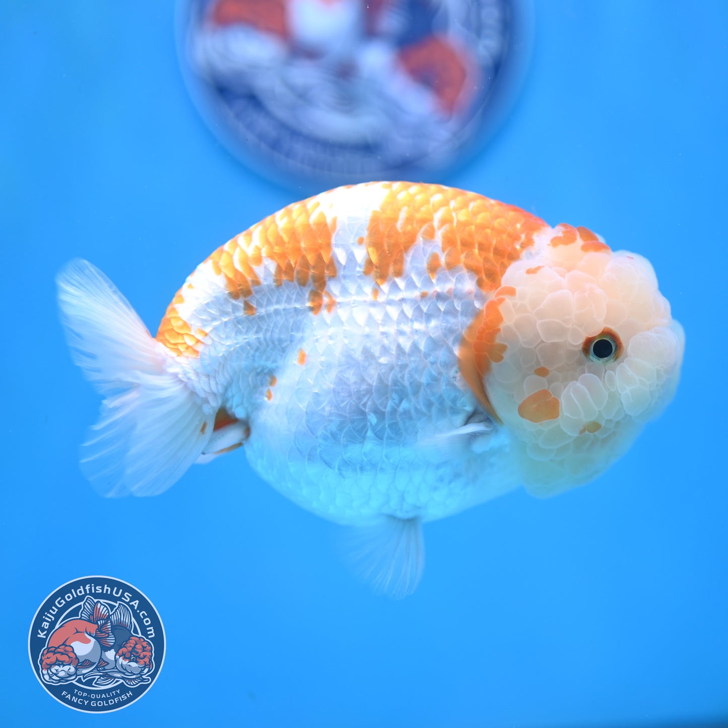 AAA Grade Jumbo Red White Lionchu/Ranchu 5 inch Body (250905_RC10)