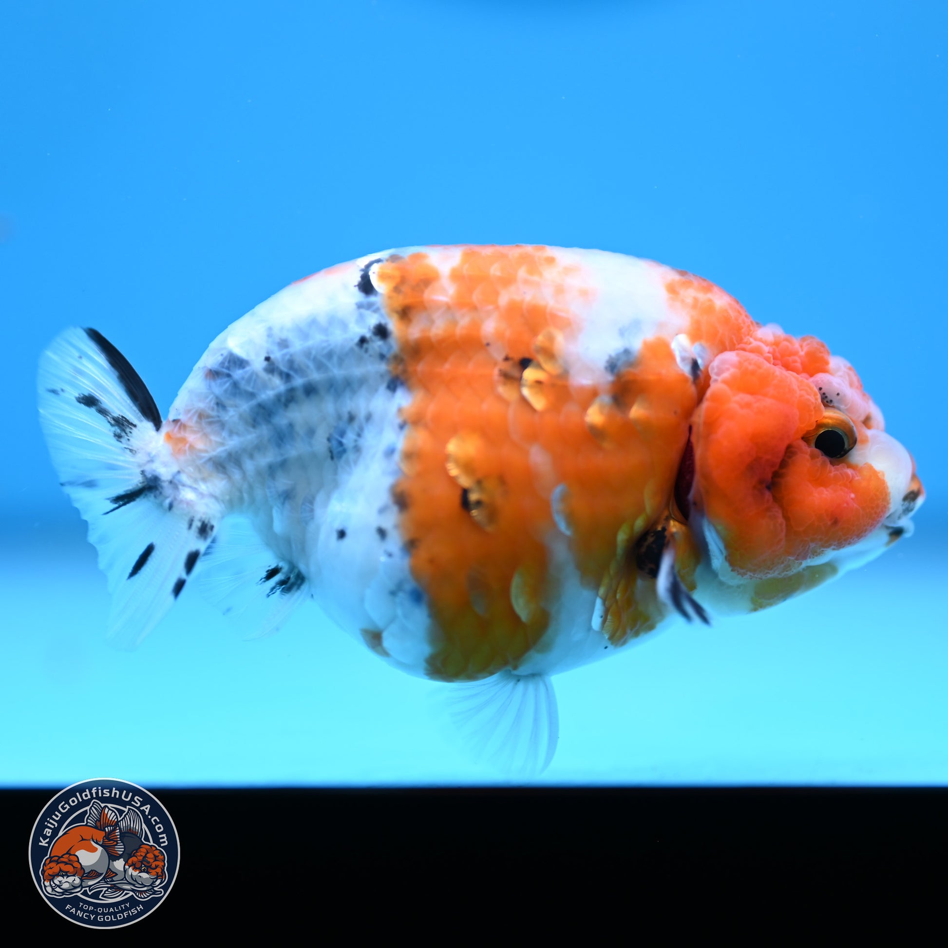 Tricolor Calico Ranchu 3.5in Body (240809_RC10) - Kaiju Goldfish USA