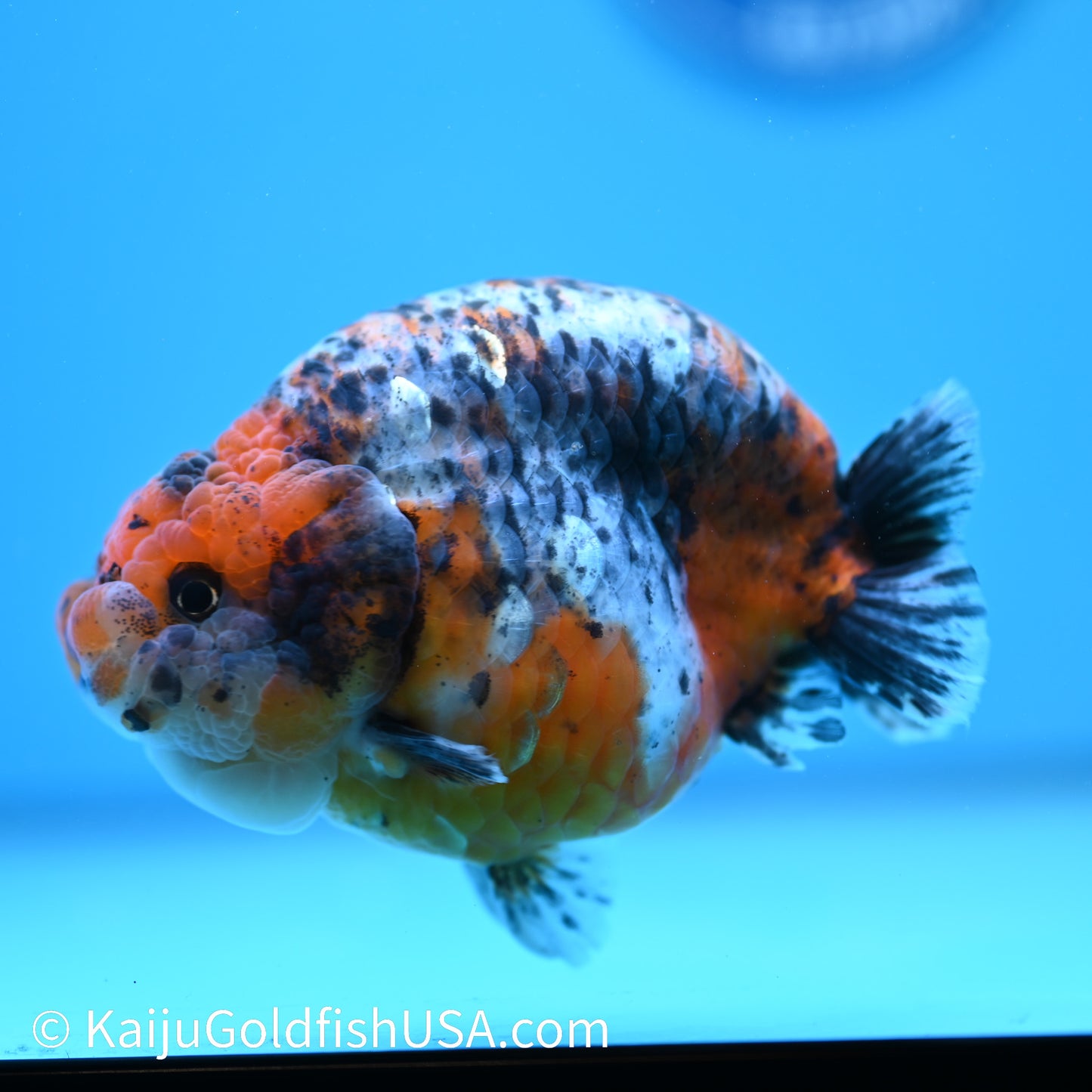 Calico Ranchu 5 inches(240510_RC10) - Kaiju Goldfish USA