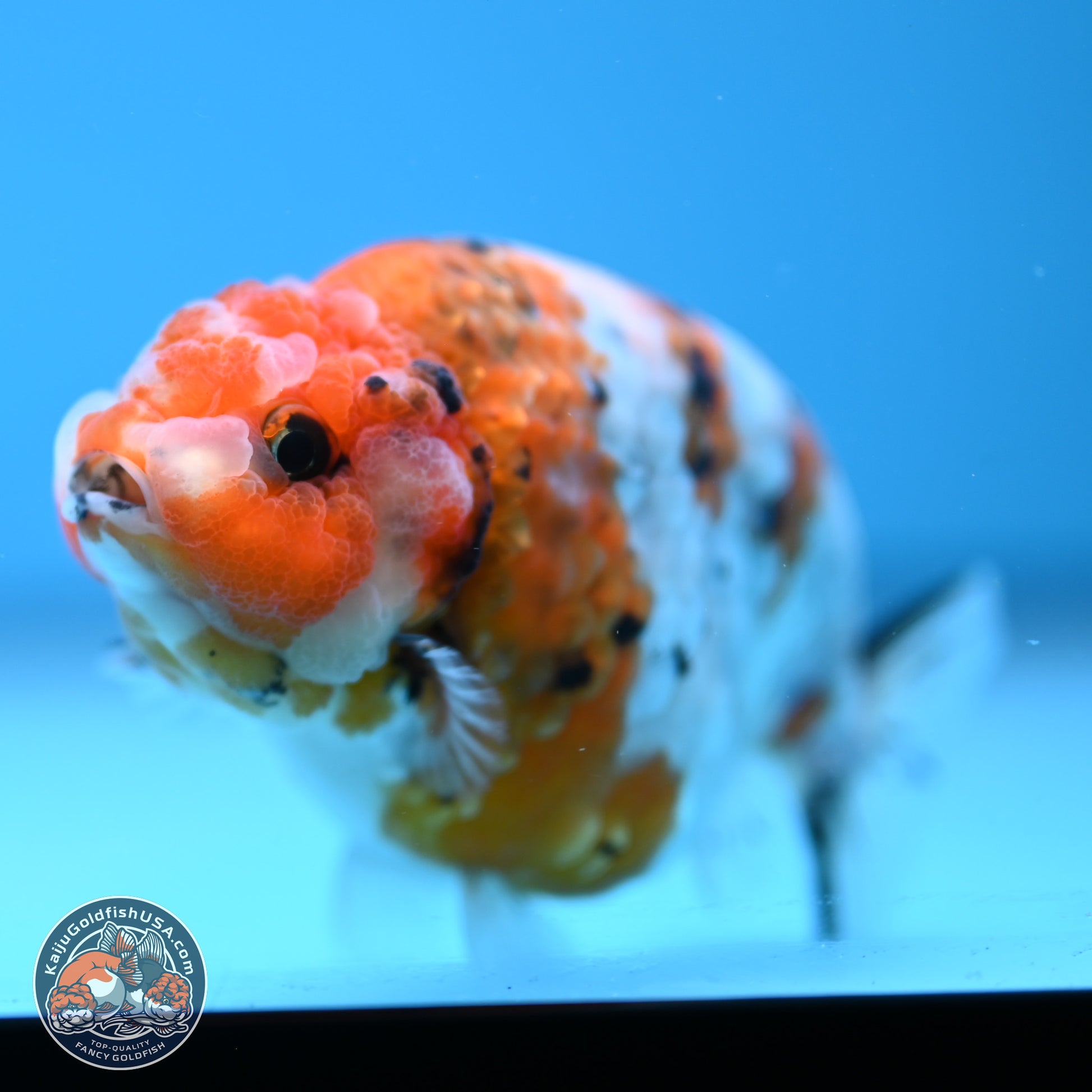 Tricolor Calico Ranchu 3.5in Body (240809_RC10) - Kaiju Goldfish USA