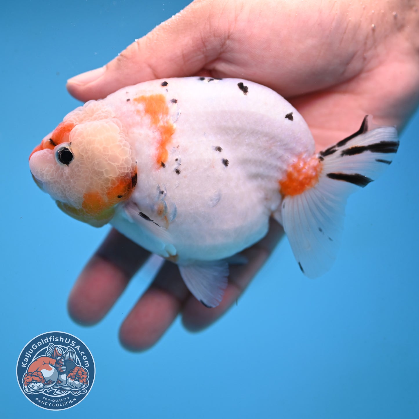 Tricolor Sakura Ranchu 4 inch Body (251003_RC10)