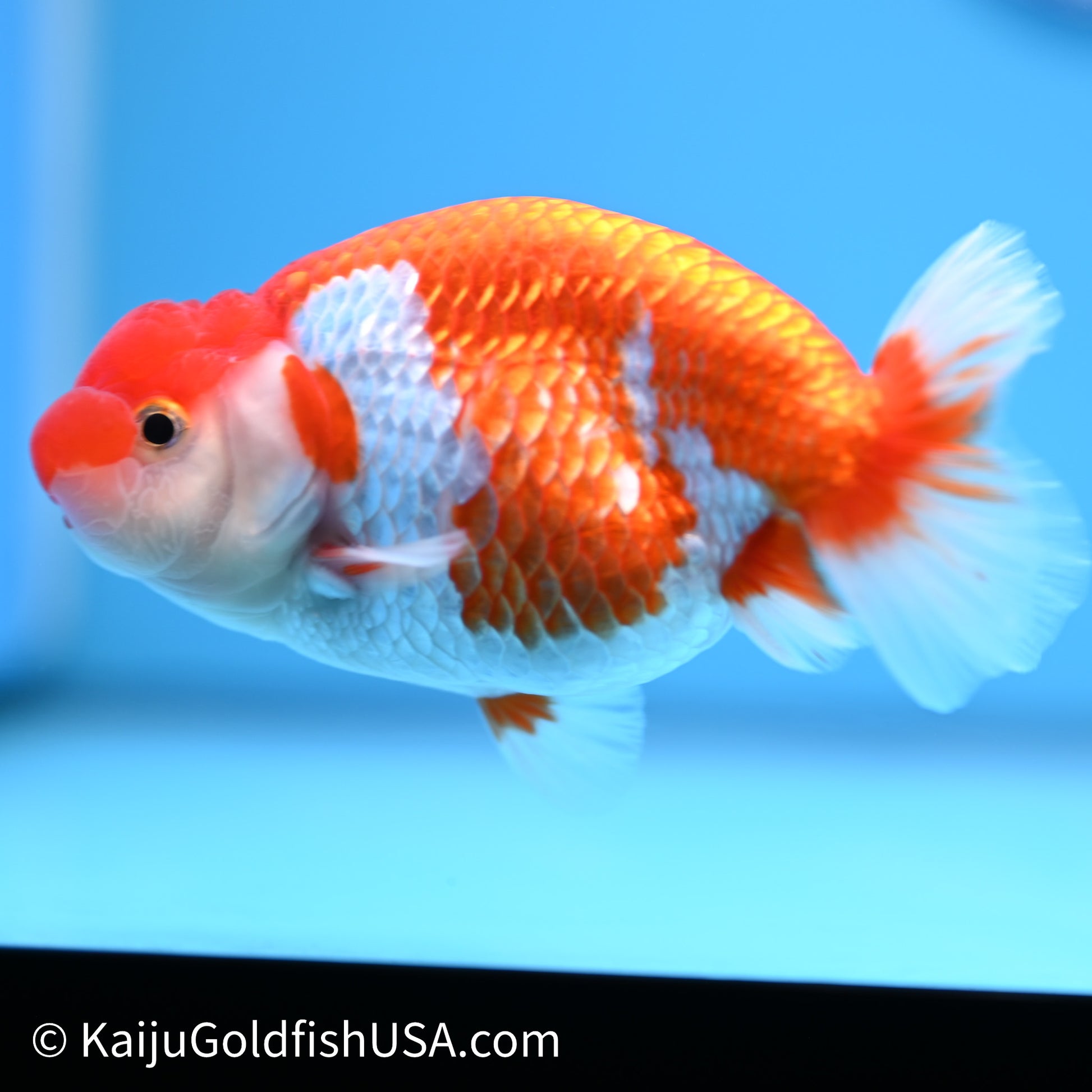 Red White Buffalo Ranchu 4in Body (240621_RC10) - Please Read Description - Kaiju Goldfish USA