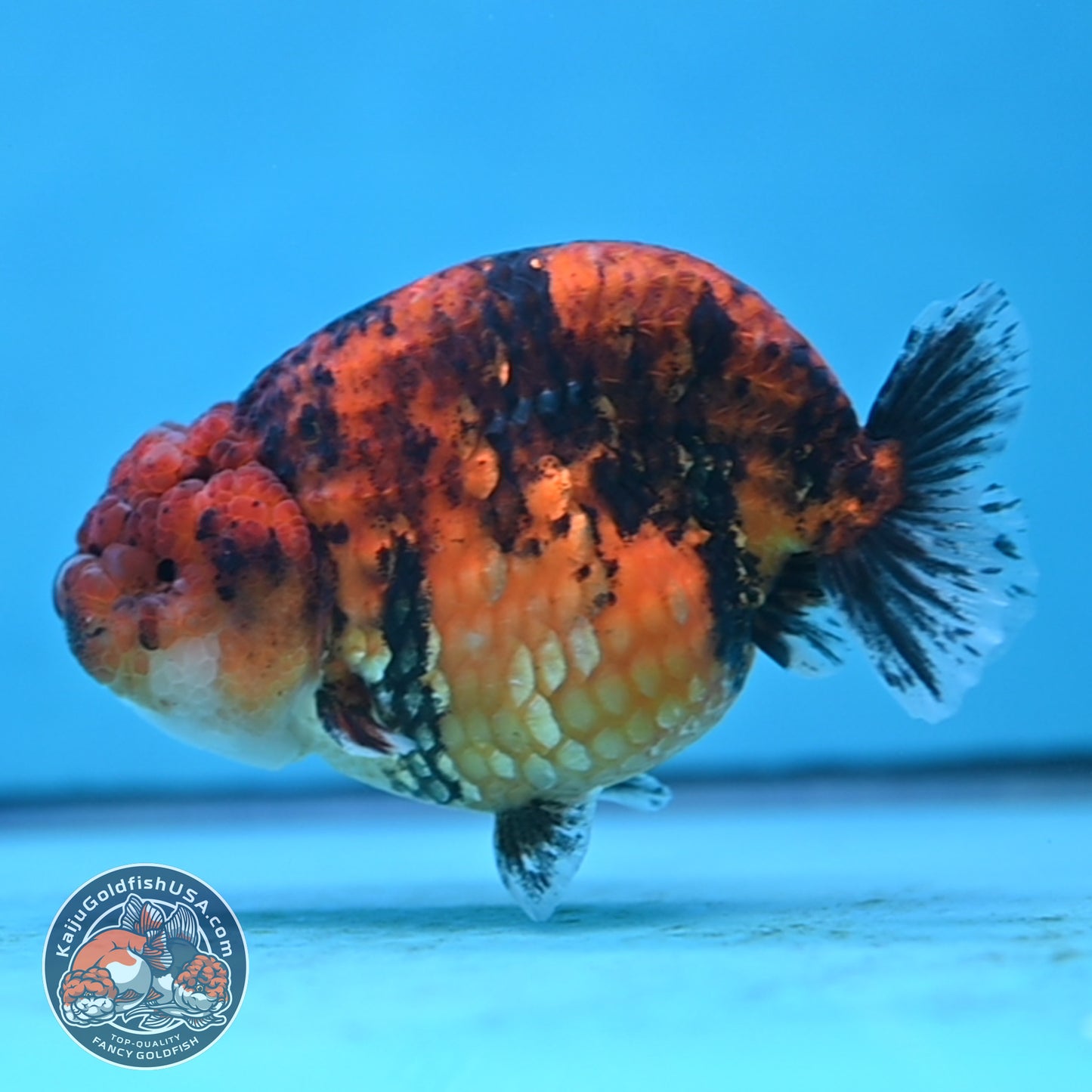 Tiger Ranchu 4 inches Body (250502_RC10)