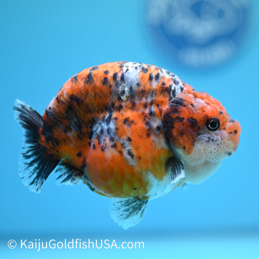 Calico Ranchu 5 inches(240510_RC10) - Kaiju Goldfish USA