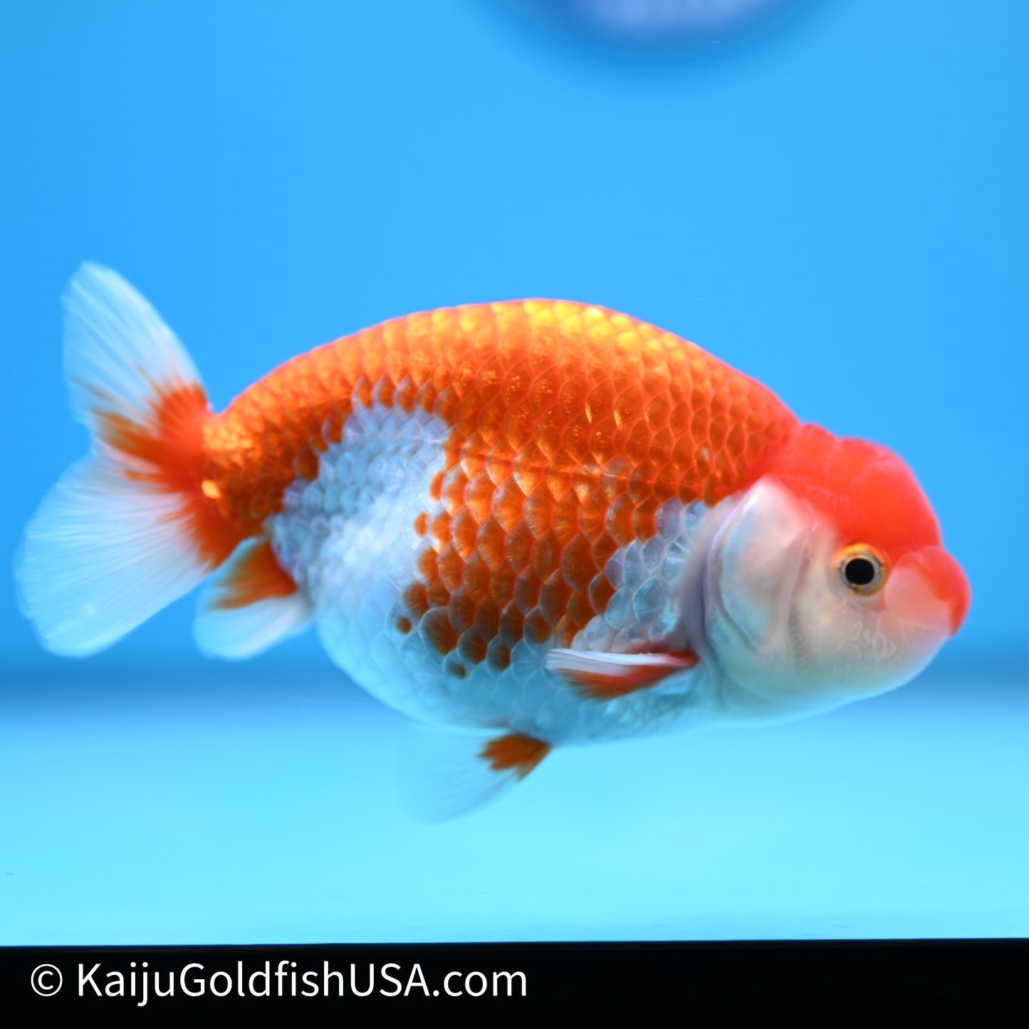 Red White Buffalo Ranchu 4in Body (240621_RC10) - Please Read Description - Kaiju Goldfish USA