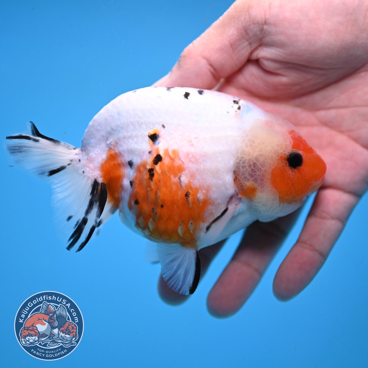 Tricolor Sakura Ranchu 4 inch Body (251003_RC10)