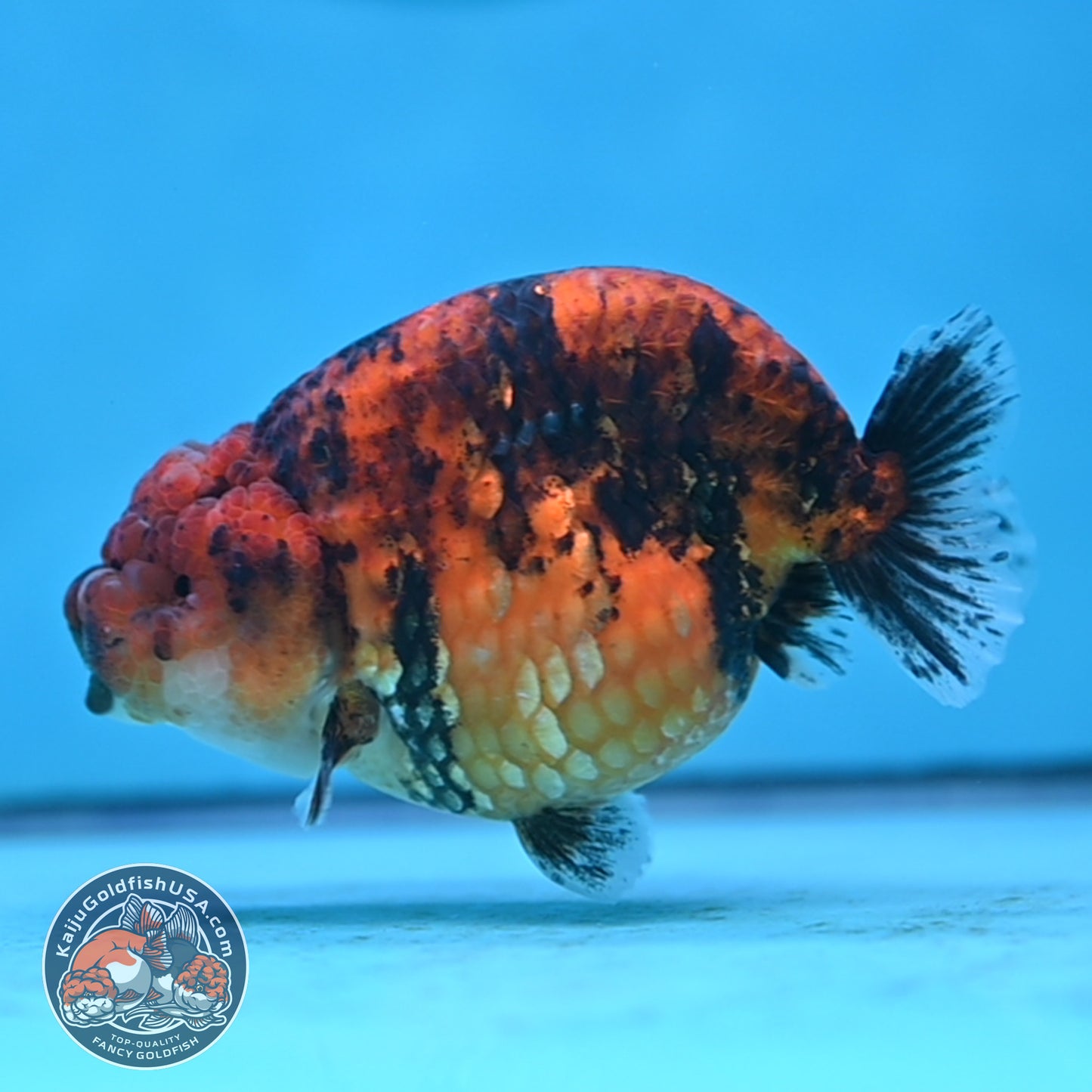 Tiger Ranchu 4 inches Body (250502_RC10)