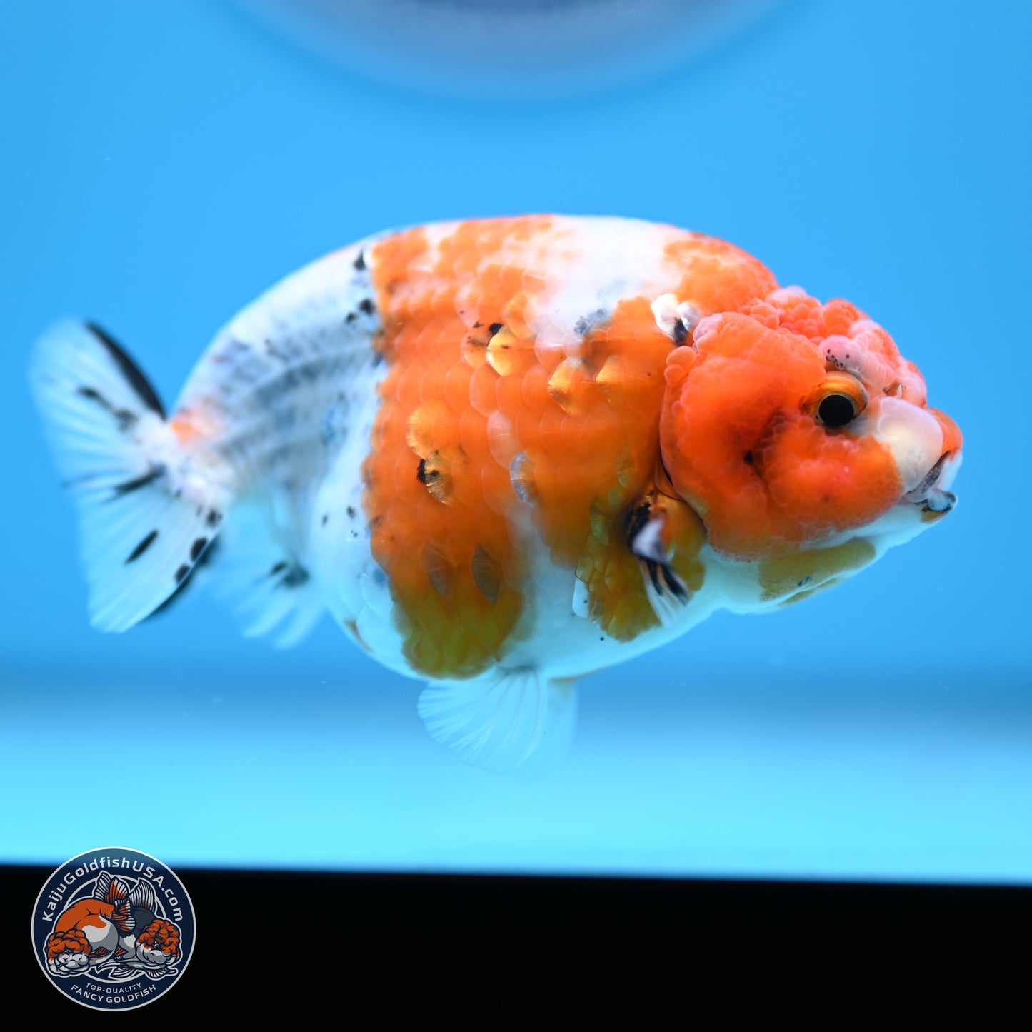 Tricolor Calico Ranchu 3.5in Body (240809_RC10) - Kaiju Goldfish USA