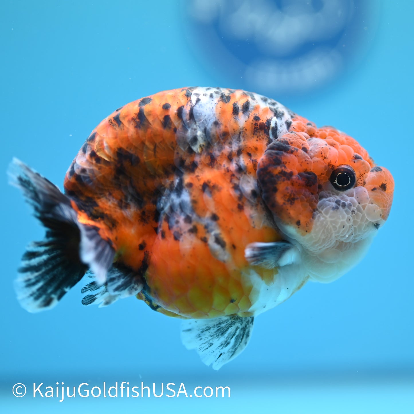 Calico Ranchu 5 inches(240510_RC10) - Kaiju Goldfish USA