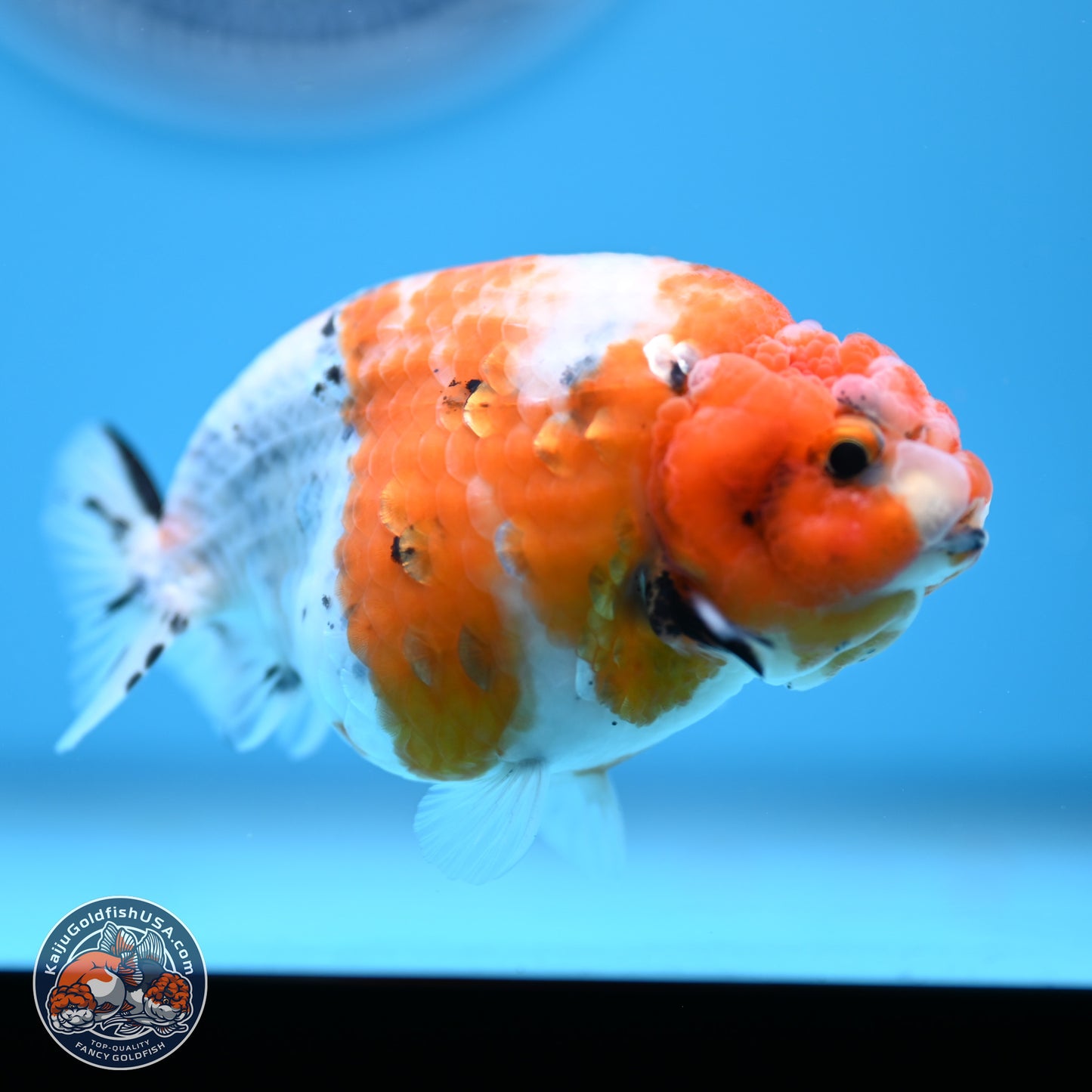 Tricolor Calico Ranchu 3.5in Body (240809_RC10) - Kaiju Goldfish USA