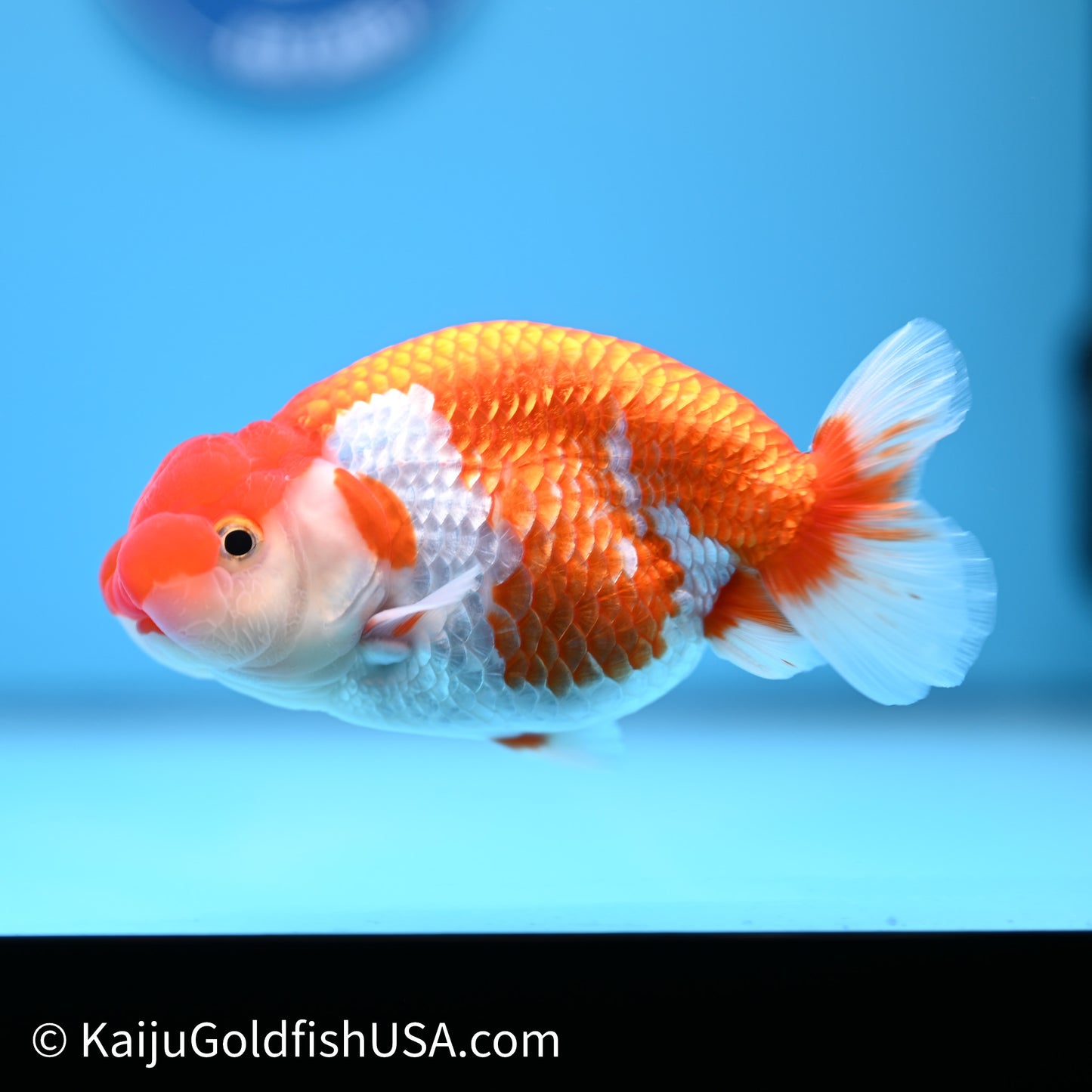 Red White Buffalo Ranchu 4in Body (240621_RC10) - Please Read Description - Kaiju Goldfish USA