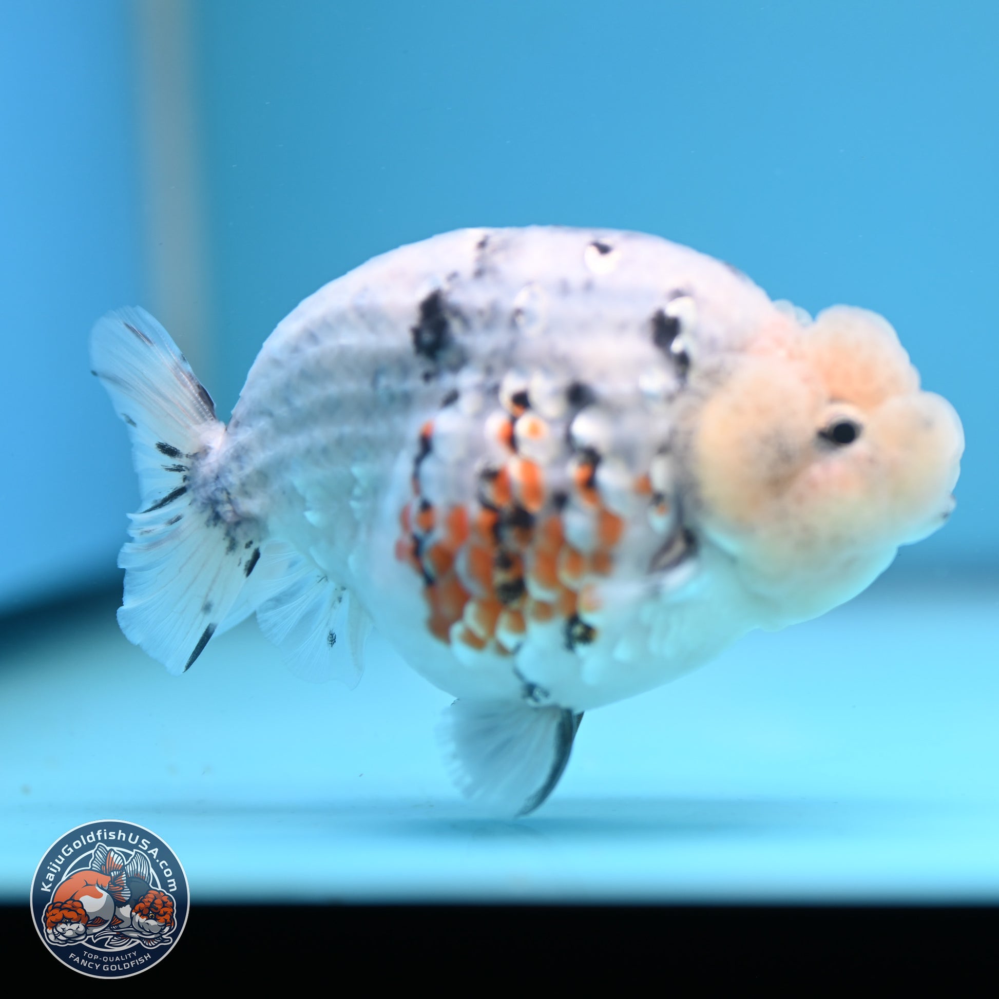 Tricolor Sakura Ranchu 3.75 inches Body - Female (241227_RC10) - Kaiju Goldfish USA