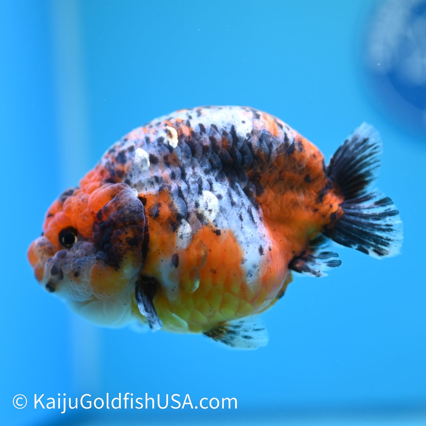 Calico Ranchu 5 inches(240510_RC10) - Kaiju Goldfish USA