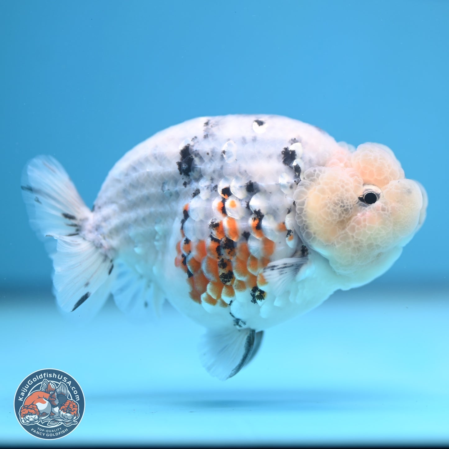 Tricolor Sakura Ranchu 3.75 inches Body - Female (241227_RC10) - Kaiju Goldfish USA