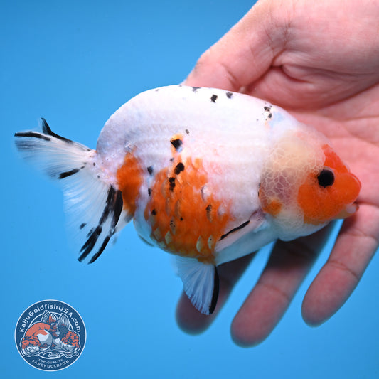 Tricolor Sakura Ranchu 4 inch Body (251003_RC10)