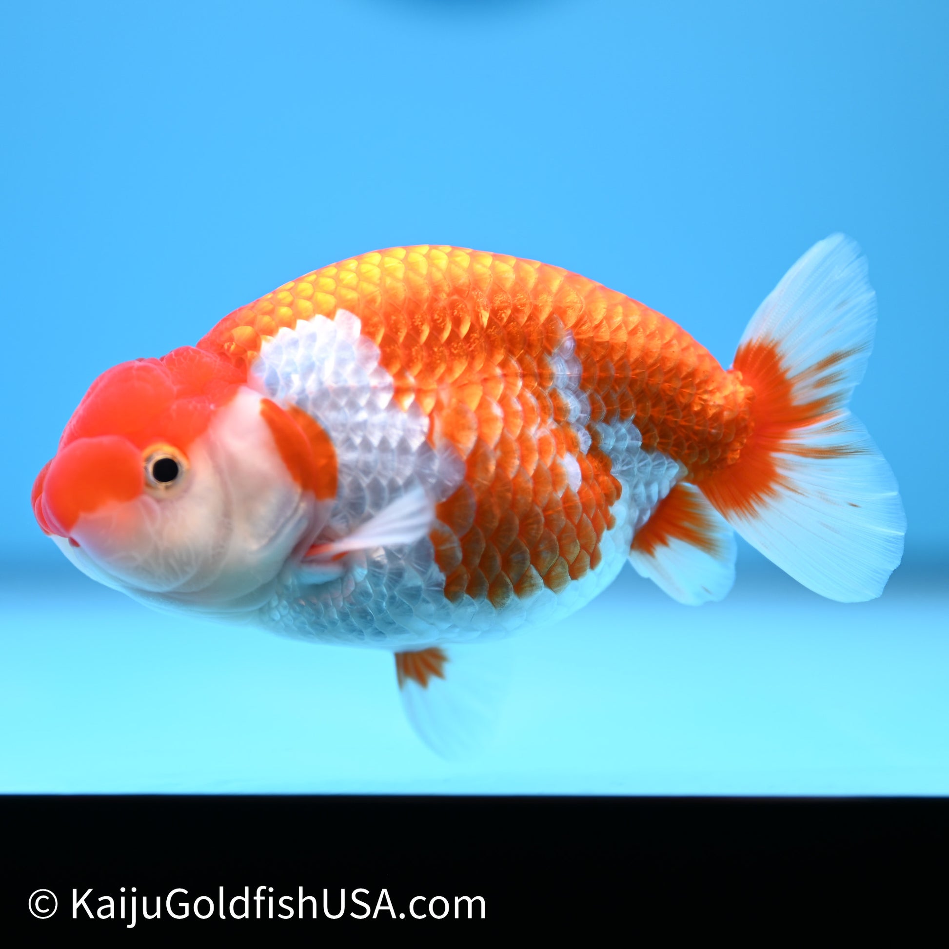 Red White Buffalo Ranchu 4in Body (240621_RC10) - Please Read Description - Kaiju Goldfish USA