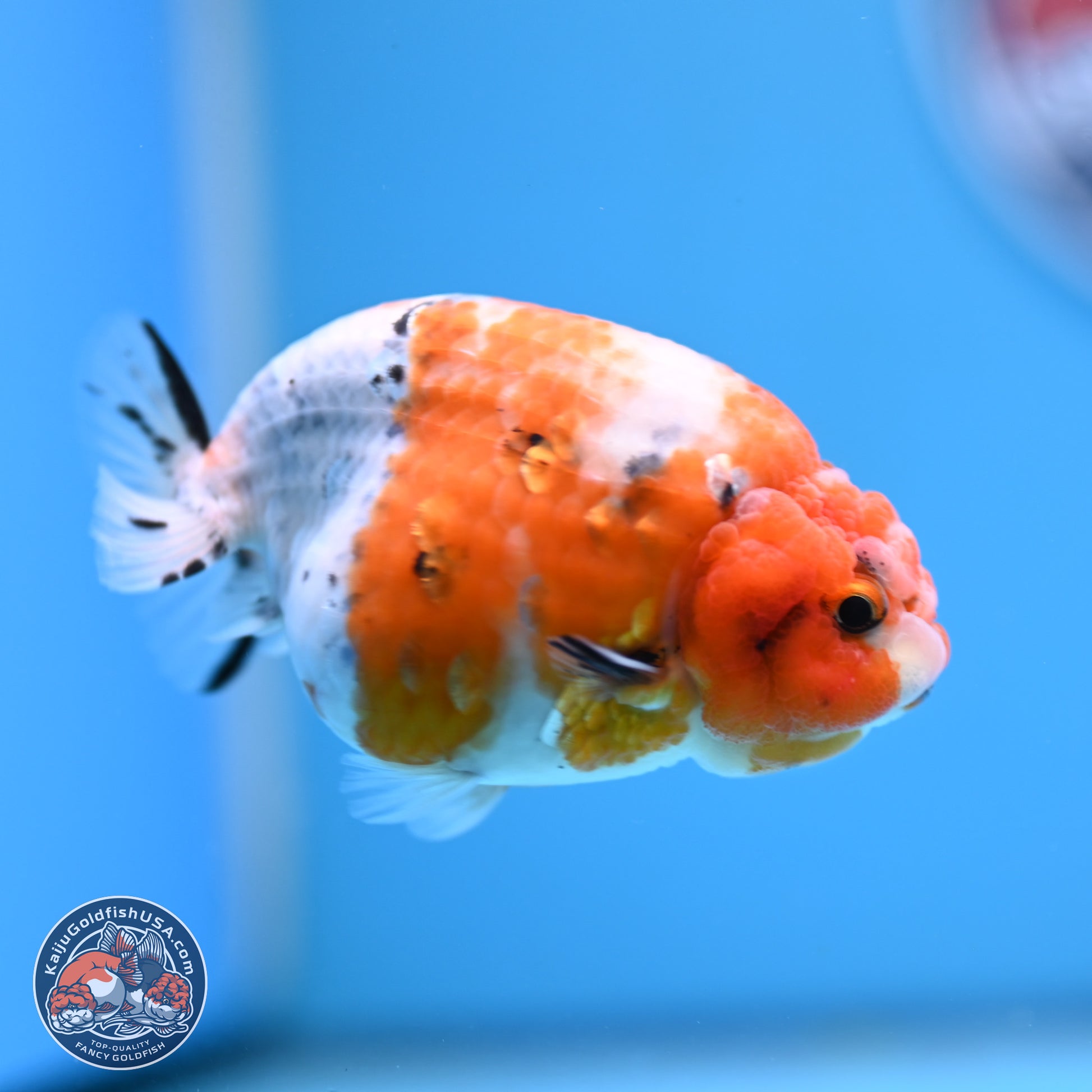 Tricolor Calico Ranchu 3.5in Body (240809_RC10) - Kaiju Goldfish USA