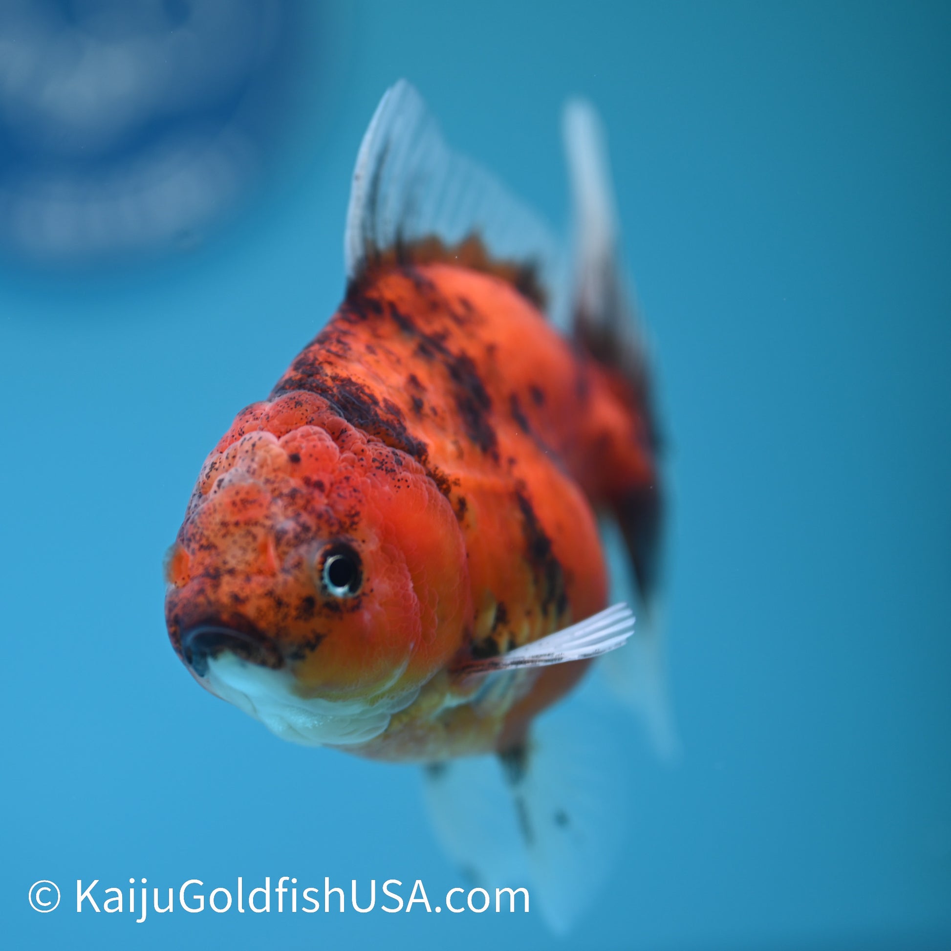 Tiger Oranda 3.5 inches (240426_OR10) - Kaiju Goldfish USA