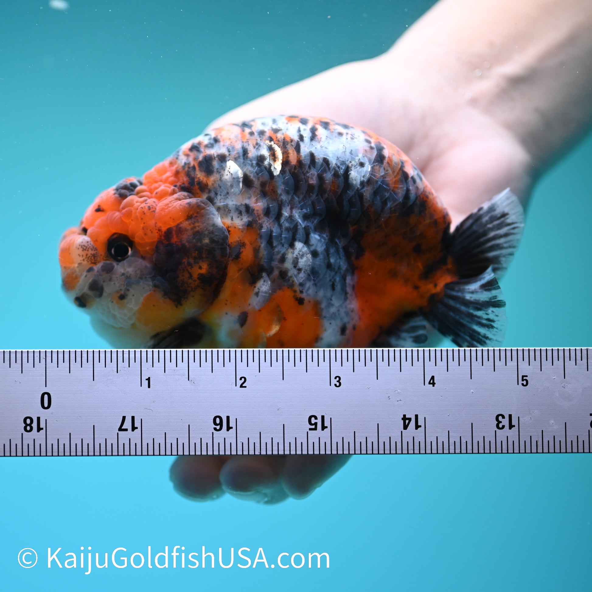 Calico Ranchu 5 inches(240510_RC10) - Kaiju Goldfish USA