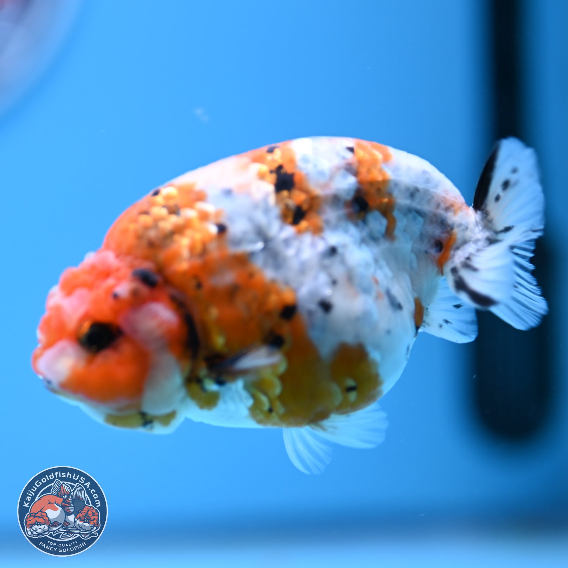 Tricolor Calico Ranchu 3.5in Body (240809_RC10) - Kaiju Goldfish USA