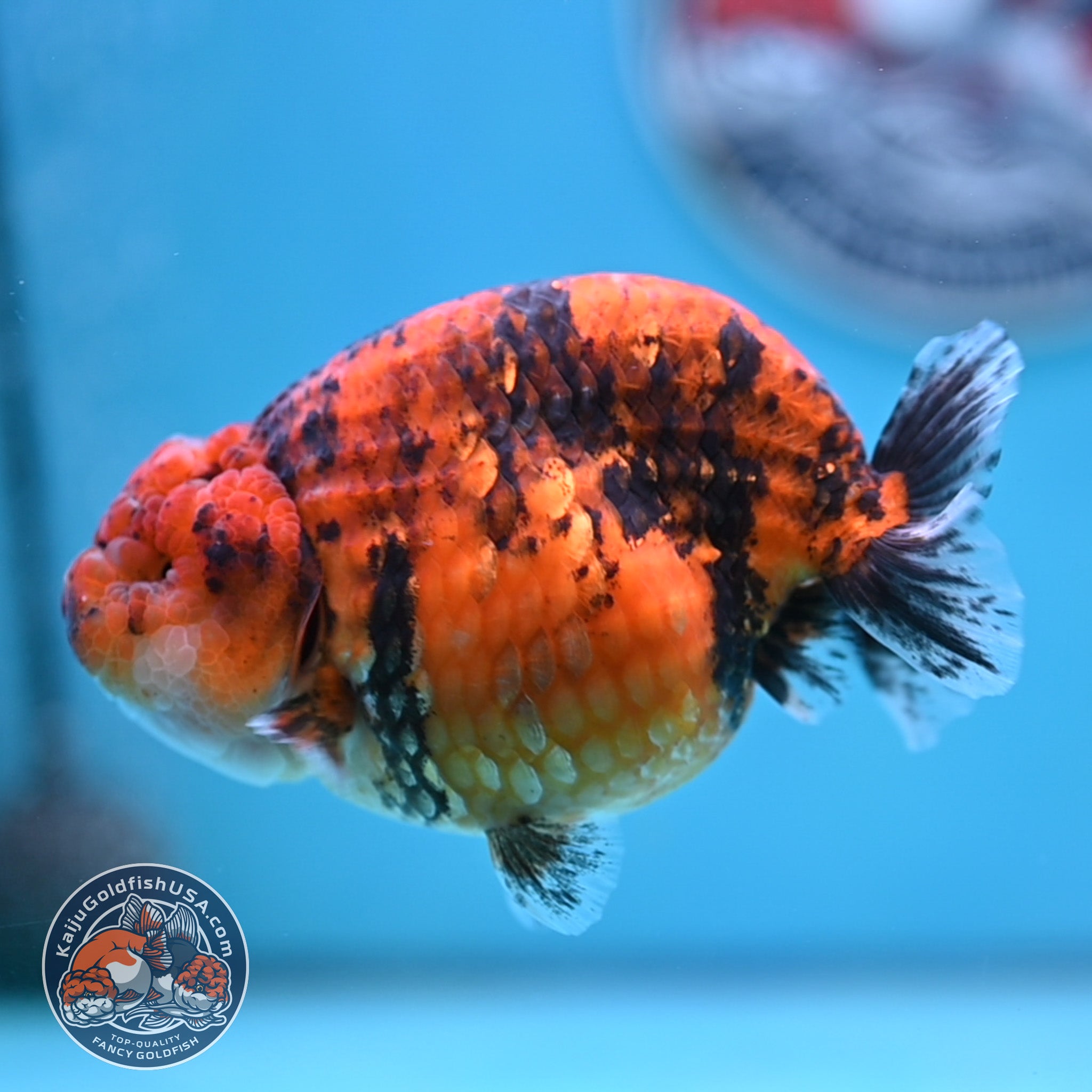 Goldfish Ranchu Tiger Ranchu Goldfish for Sale | Kaiju Goldfish USA