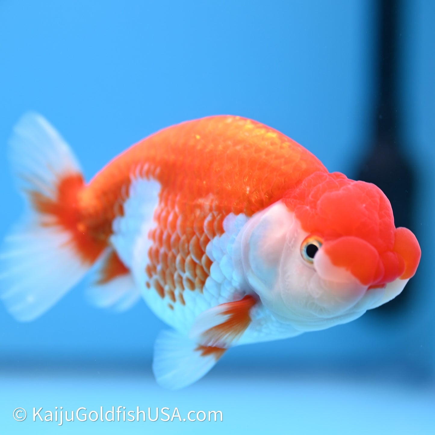 Red White Buffalo Ranchu 4in Body (240621_RC10) - Please Read Description - Kaiju Goldfish USA