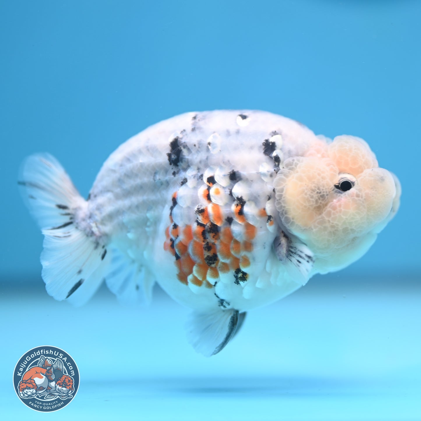 Tricolor Sakura Ranchu 3.75 inches Body - Female (241227_RC10) - Kaiju Goldfish USA