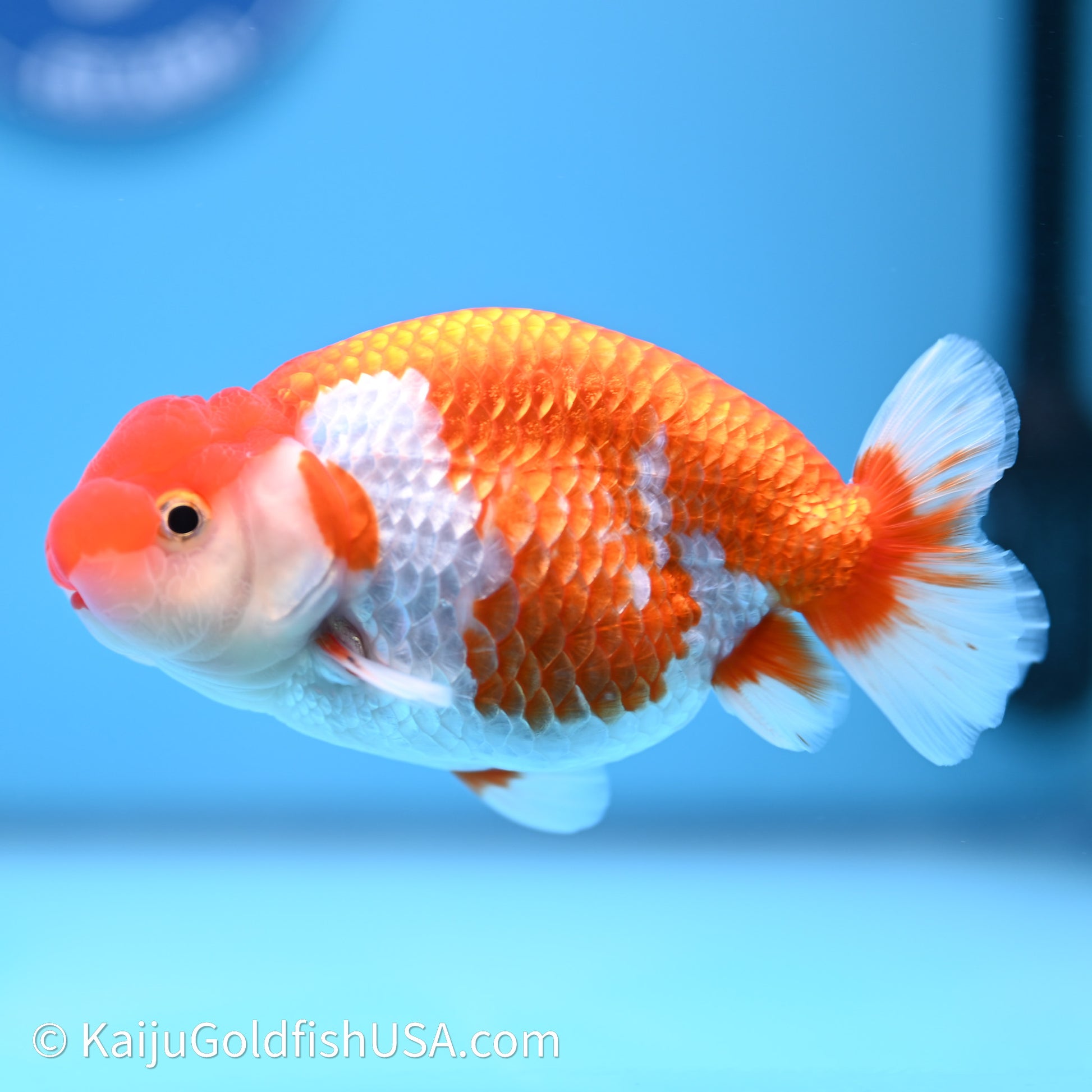 Red White Buffalo Ranchu 4in Body (240621_RC10) - Please Read Description - Kaiju Goldfish USA