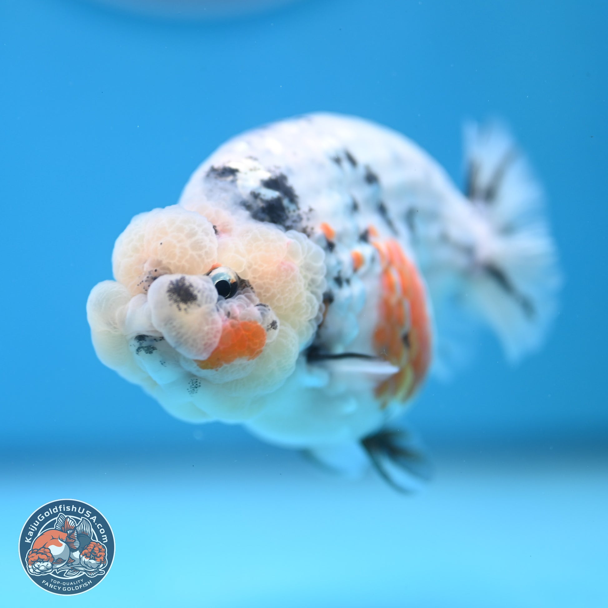 Tricolor Sakura Ranchu 3.75 inches Body - Female (241227_RC10) - Kaiju Goldfish USA