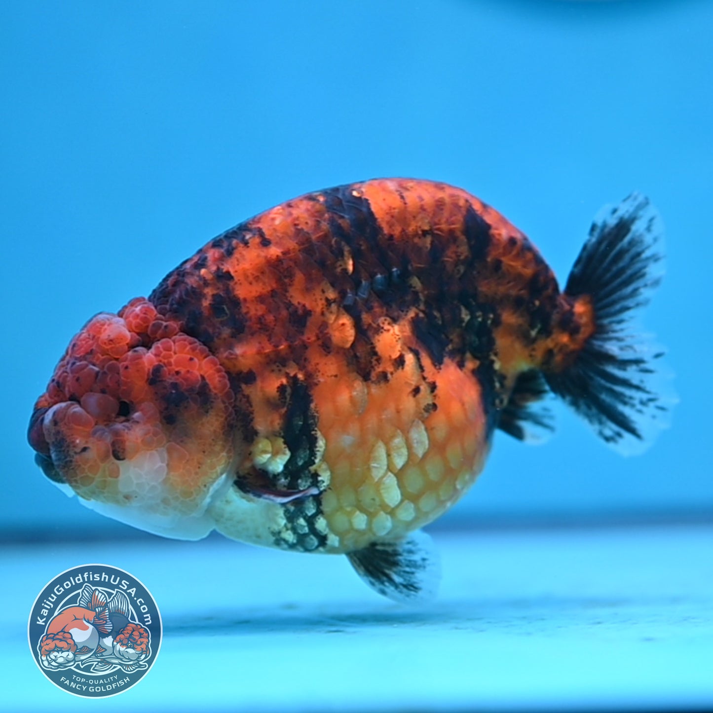 Tiger Ranchu 4 inches Body (250502_RC10)