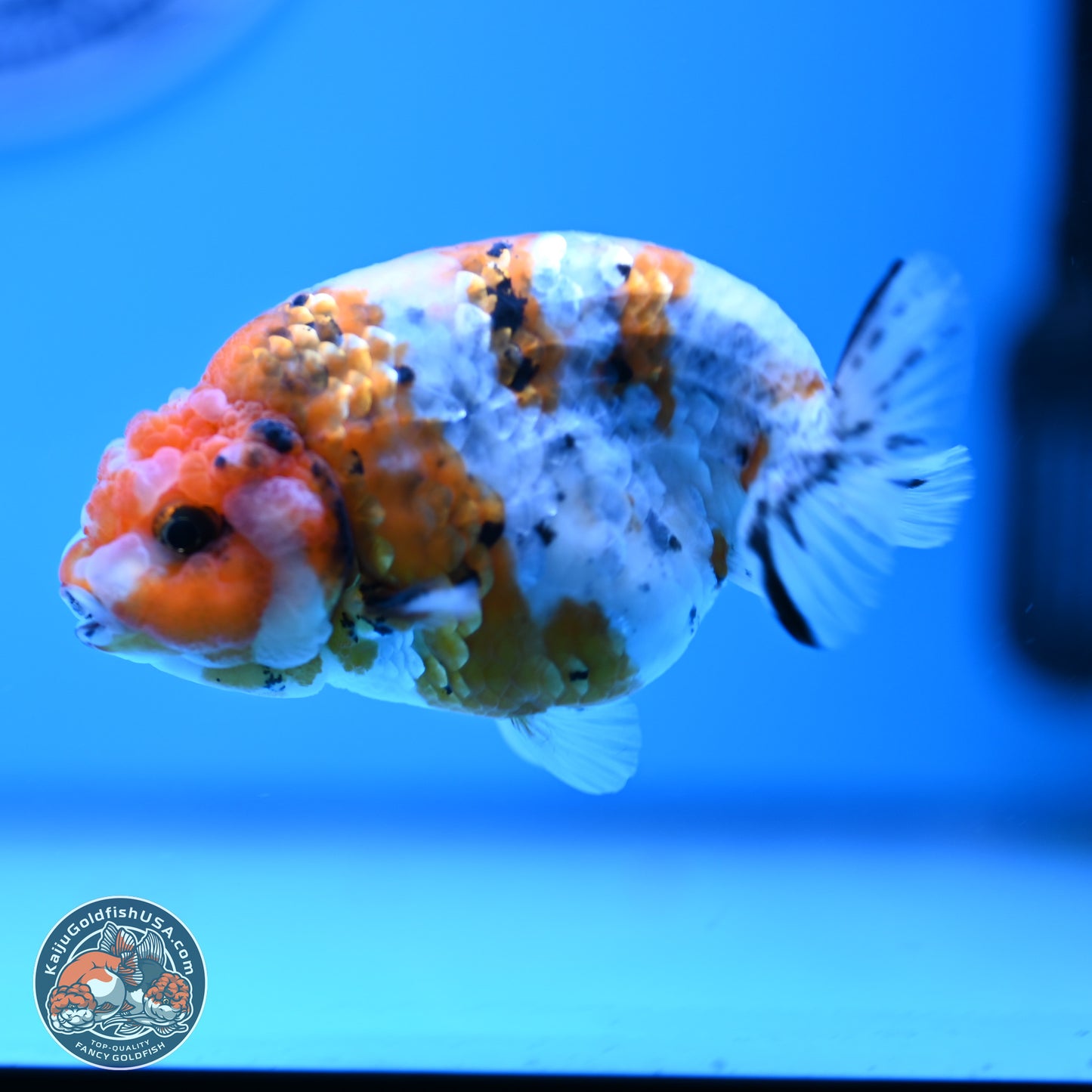 Tricolor Calico Ranchu 3.5in Body (240809_RC10) - Kaiju Goldfish USA