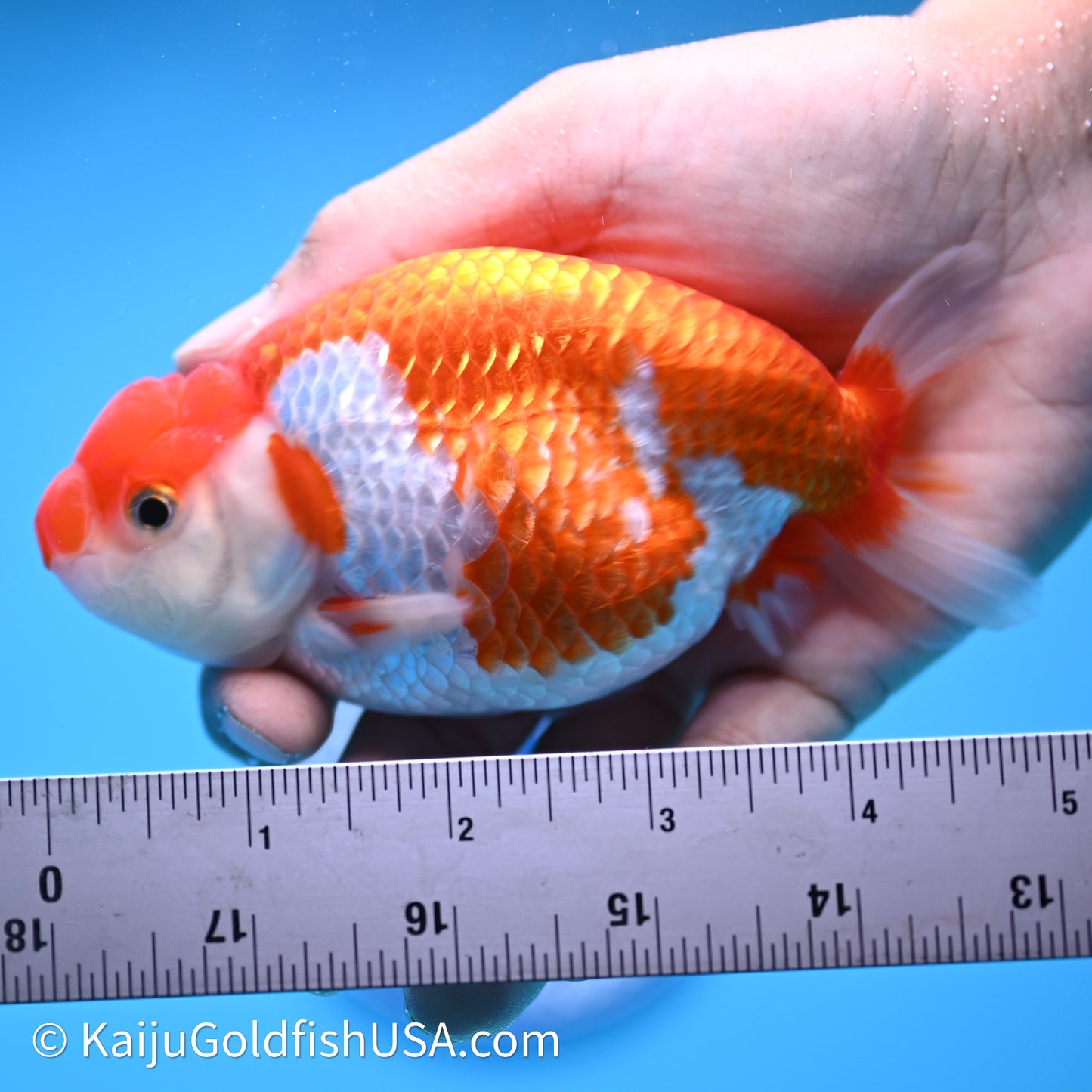 Red White Buffalo Ranchu 4in Body (240621_RC10) - Please Read Description - Kaiju Goldfish USA