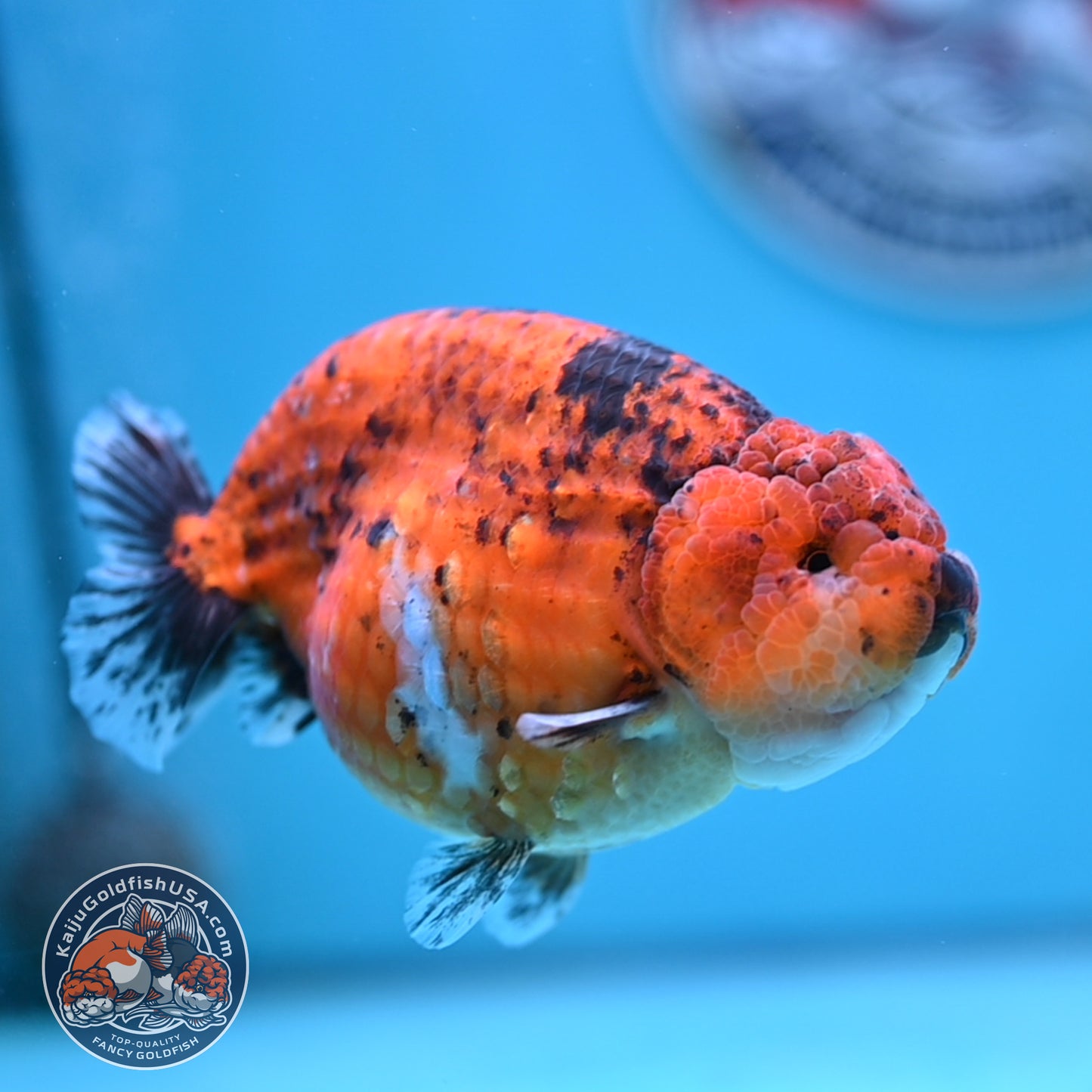 Tiger Ranchu 4 inches Body (250502_RC10)