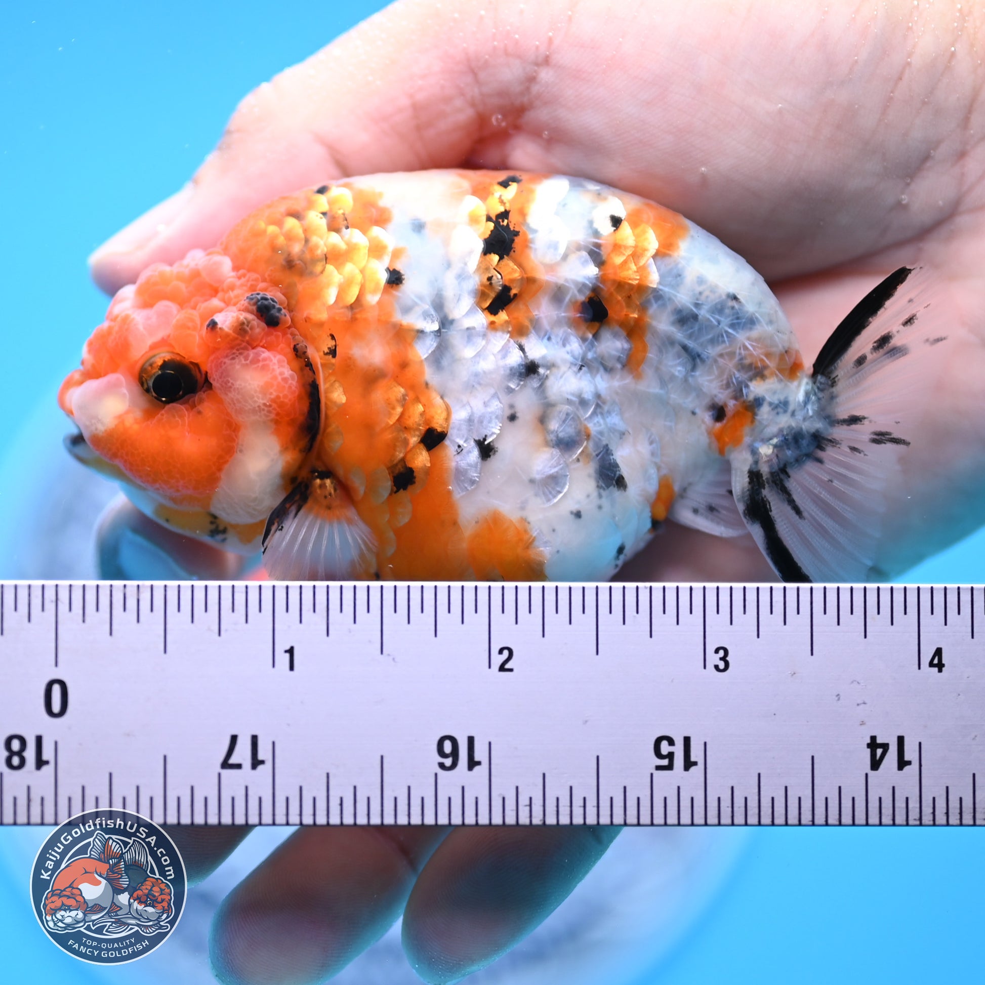 Tricolor Calico Ranchu 3.5in Body (240809_RC10) - Kaiju Goldfish USA