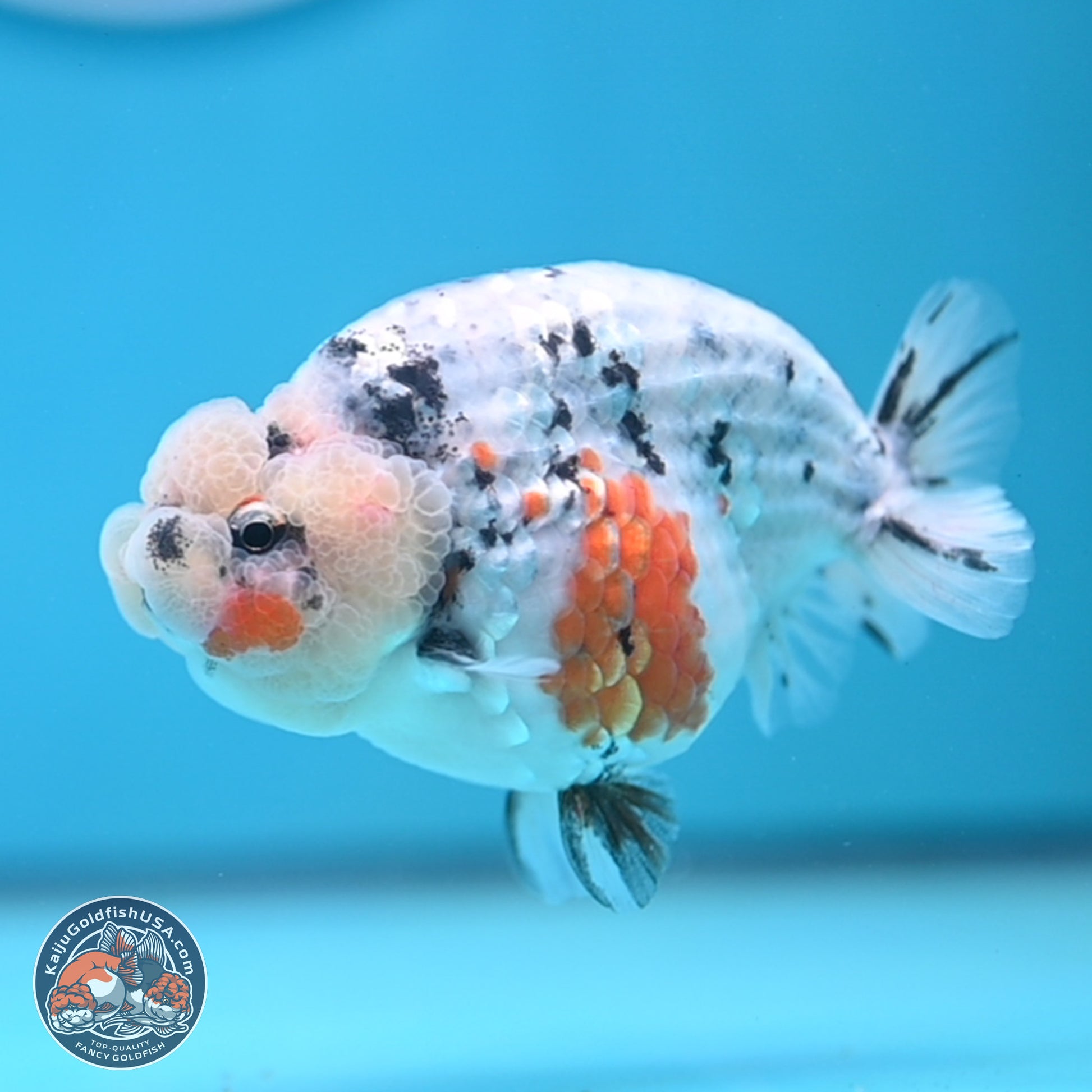 Tricolor Sakura Ranchu 3.75 inches Body - Female (241227_RC10) - Kaiju Goldfish USA