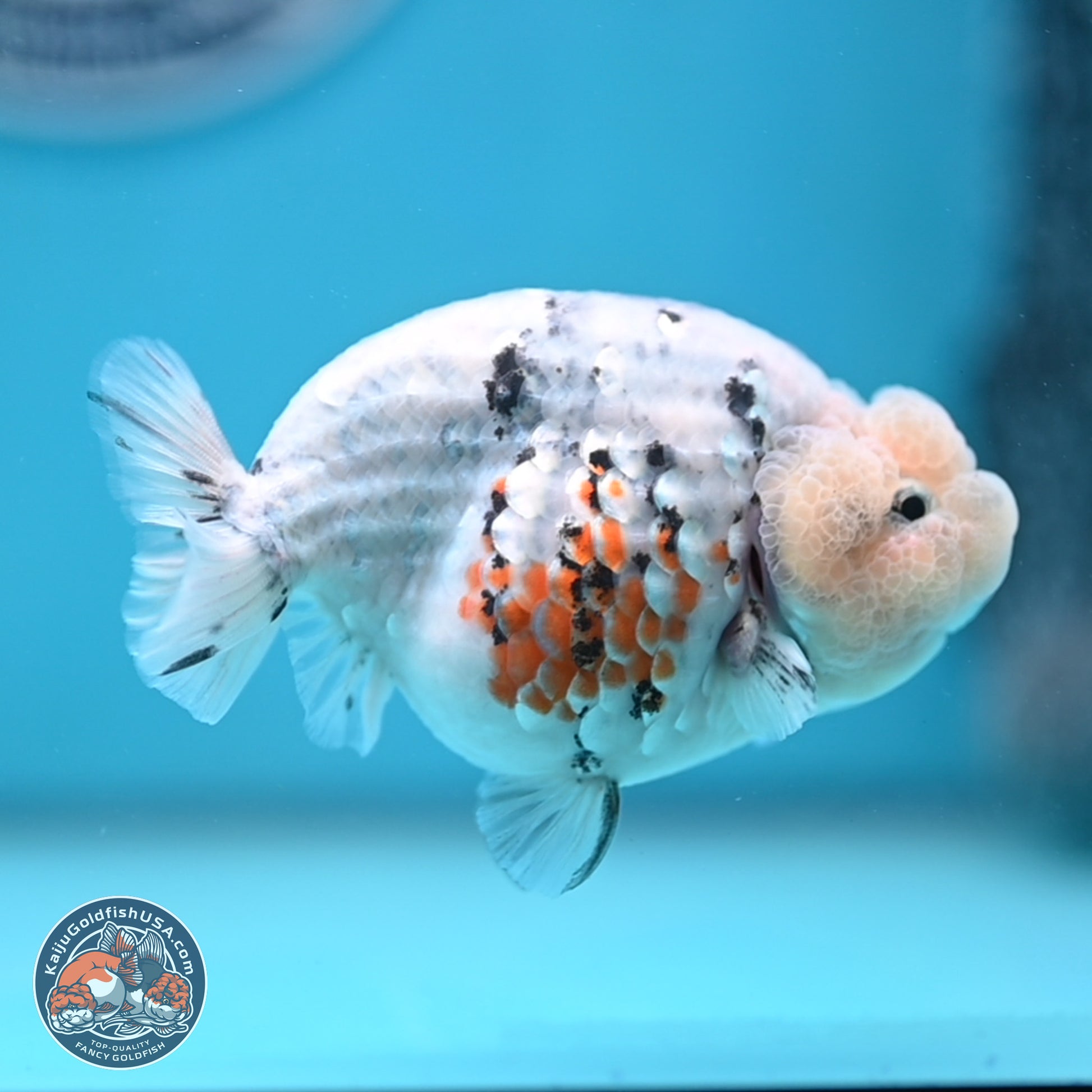 Tricolor Sakura Ranchu 3.75 inches Body - Female (241227_RC10) - Kaiju Goldfish USA