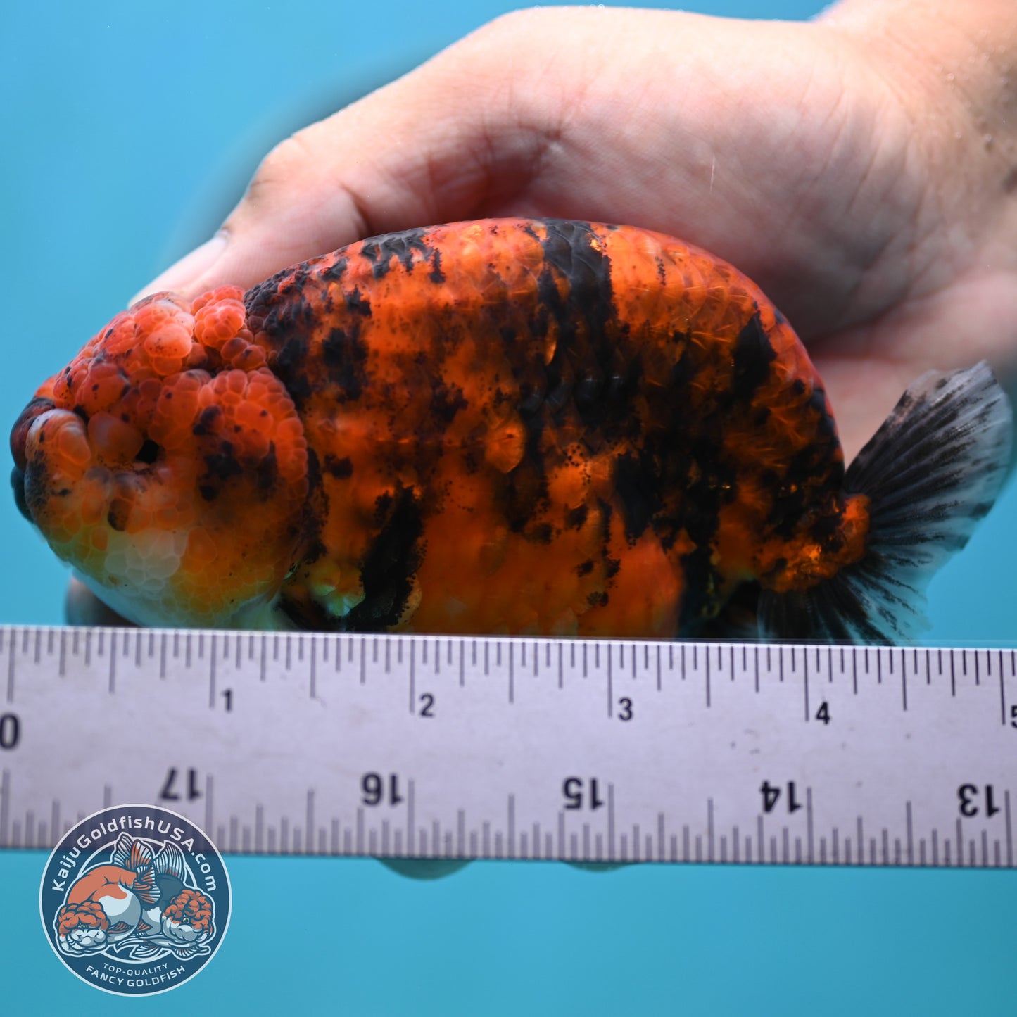 Tiger Ranchu 4 inches Body (250502_RC10)