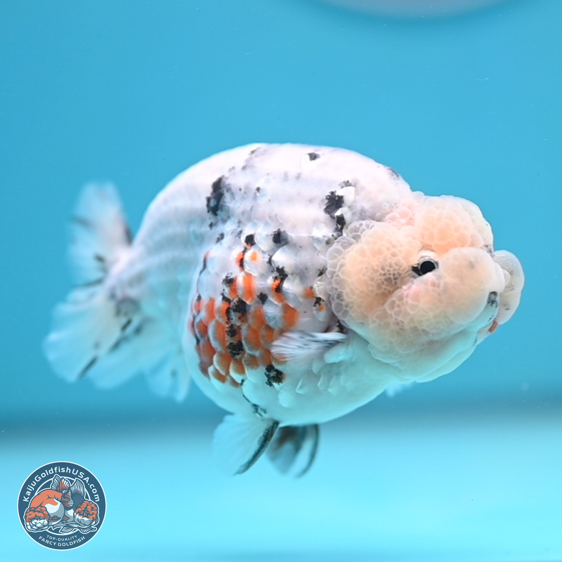 Tricolor Sakura Ranchu 3.75 inches Body - Female (241227_RC10) - Kaiju Goldfish USA