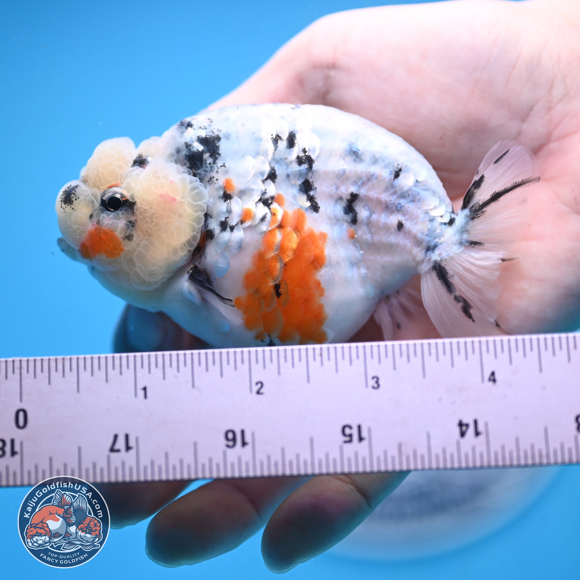 Tricolor Sakura Ranchu 3.75 inches Body - Female (241227_RC10) - Kaiju Goldfish USA