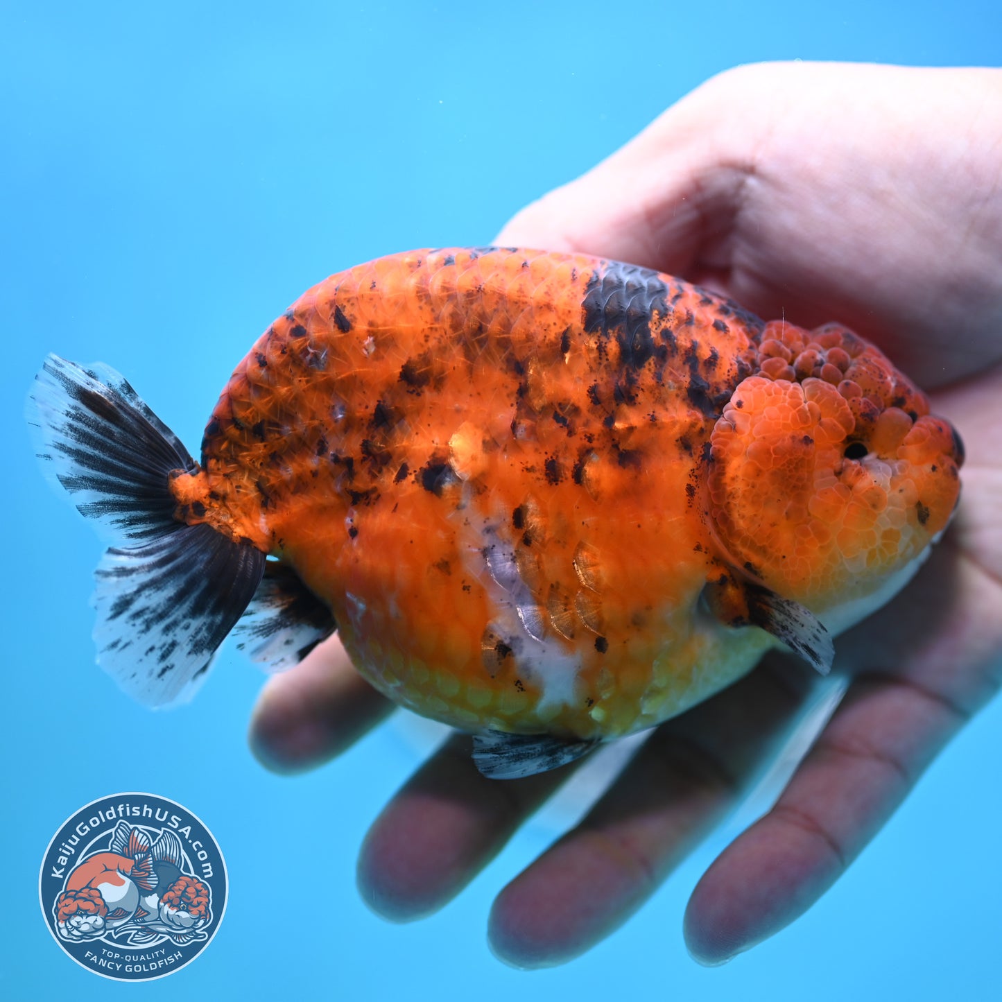 Tiger Ranchu 4 inches Body (250502_RC10)