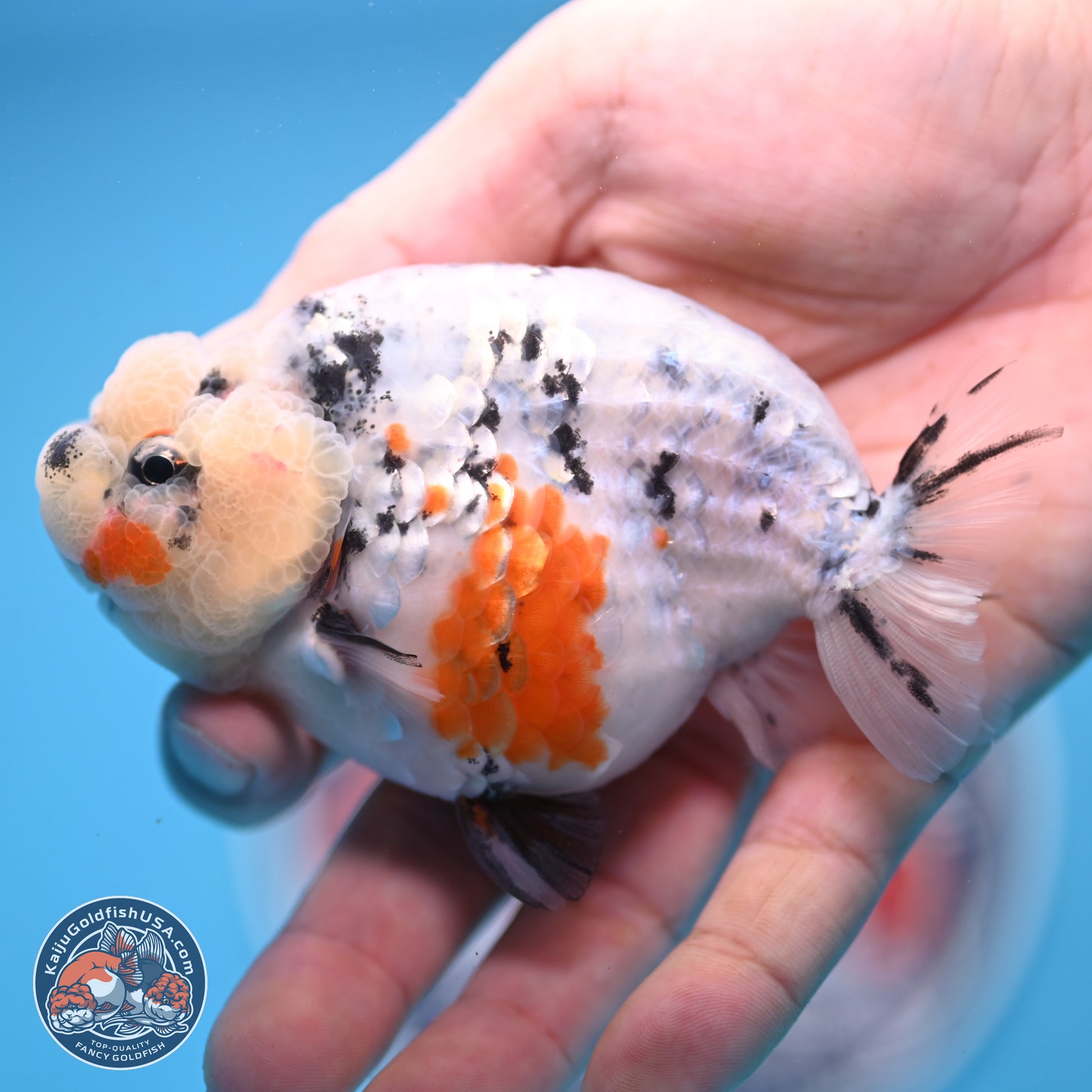 Tricolor Sakura Ranchu 3.75 inches Body - Female (241227_RC10) - Kaiju Goldfish USA