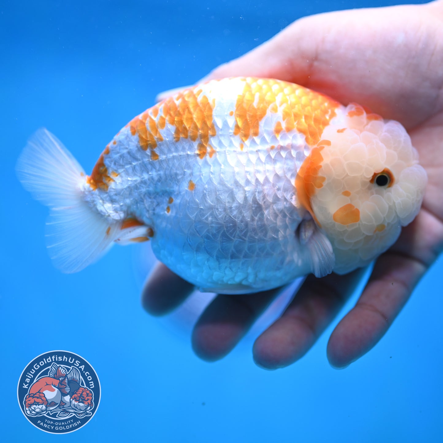 AAA Grade Jumbo Red White Lionchu/Ranchu 5 inch Body (250905_RC10)