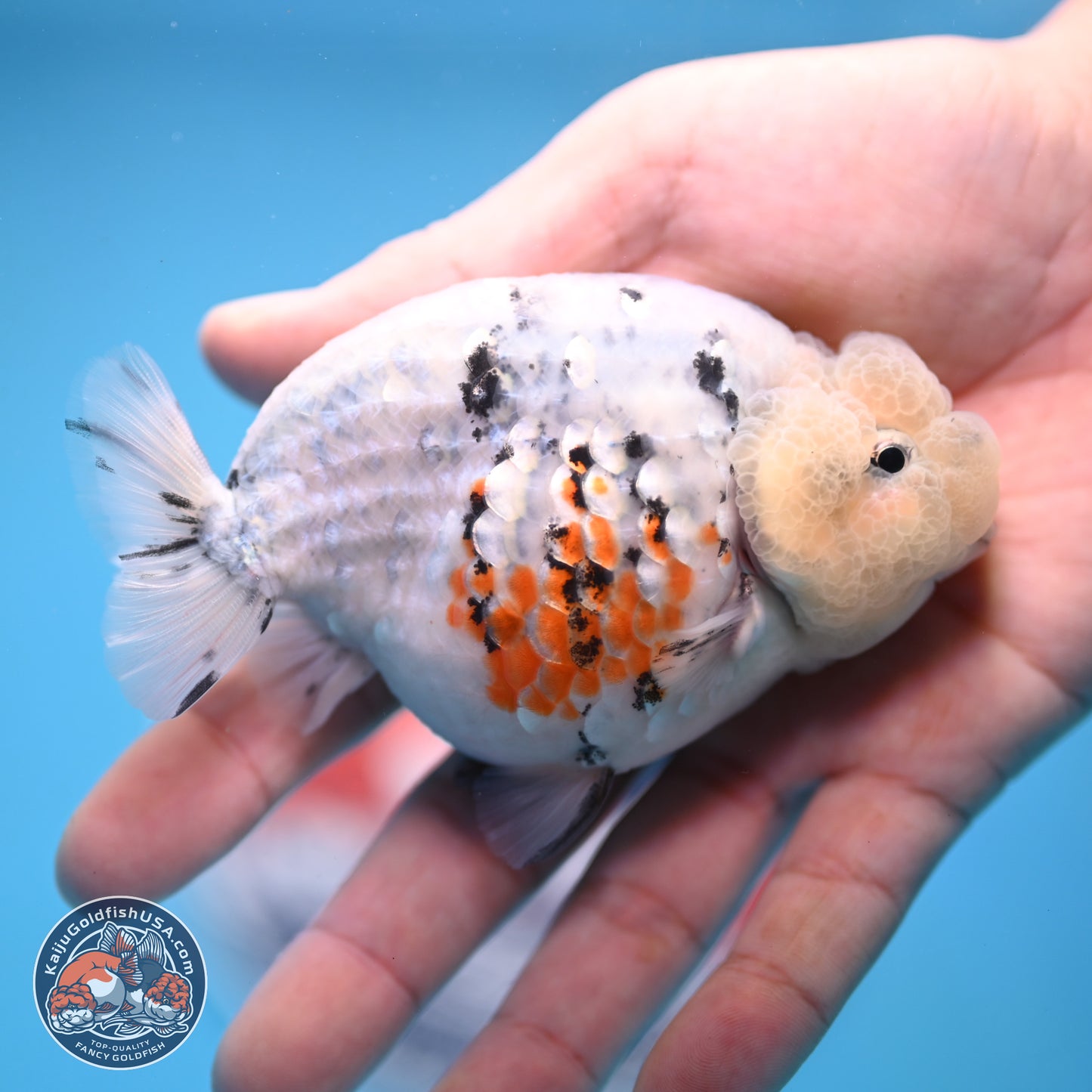 Tricolor Sakura Ranchu 3.75 inches Body - Female (241227_RC10) - Kaiju Goldfish USA