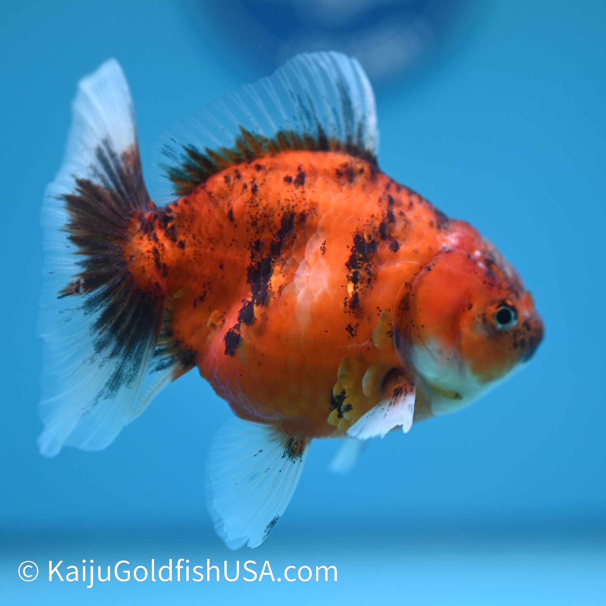 Tiger Oranda 3.5 inches (240426_OR10) - Kaiju Goldfish USA