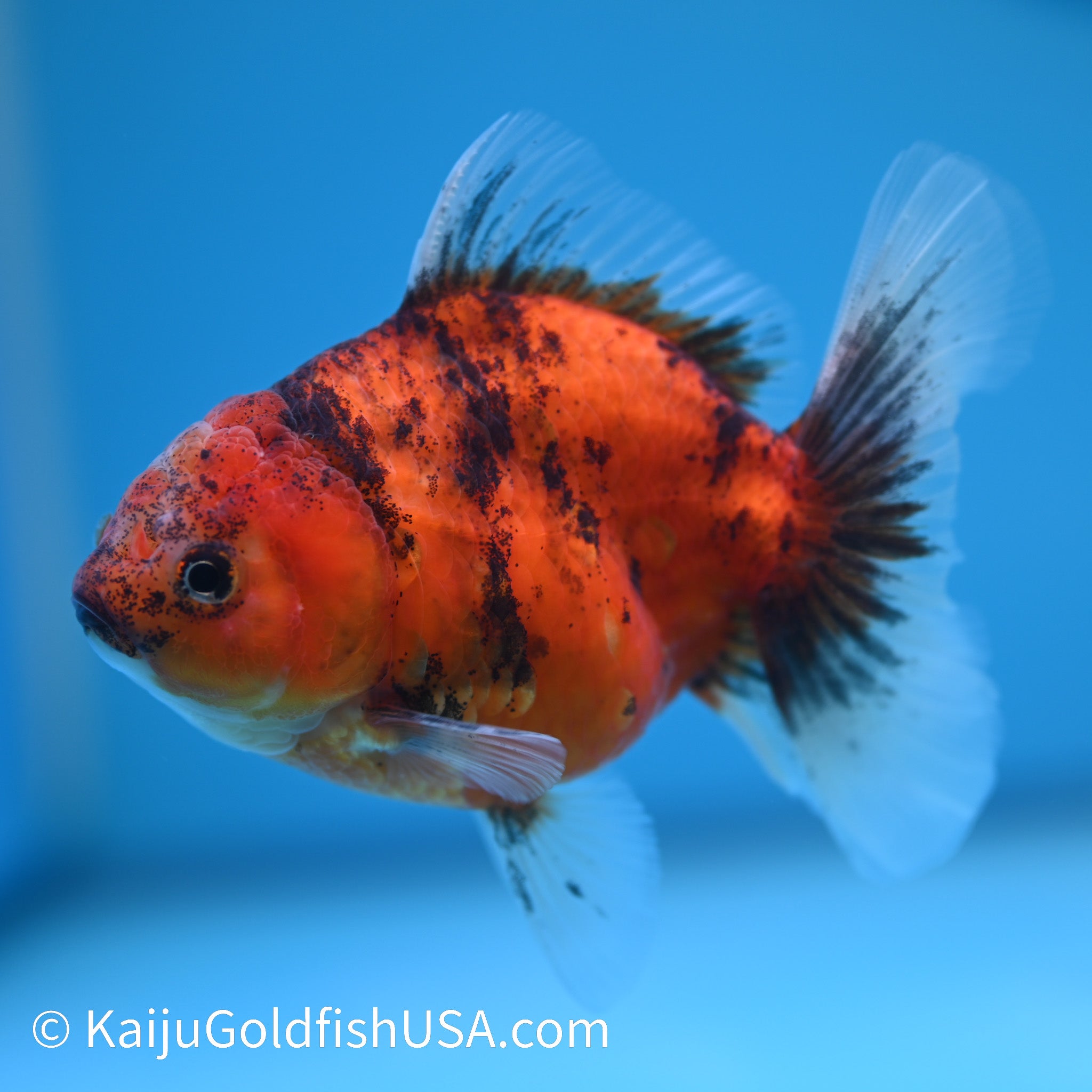 Heavy Ink Tiger Rose Tail Oranda Goldfish for Sale | Kaiju Goldfish USA